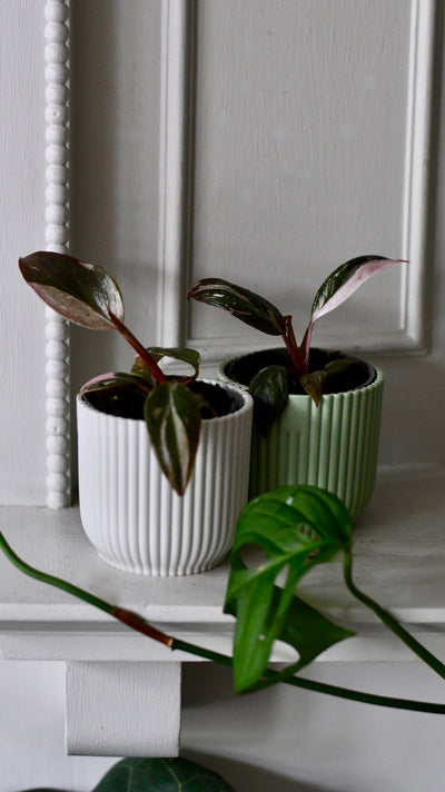 Baby Pink Princess Philodendron