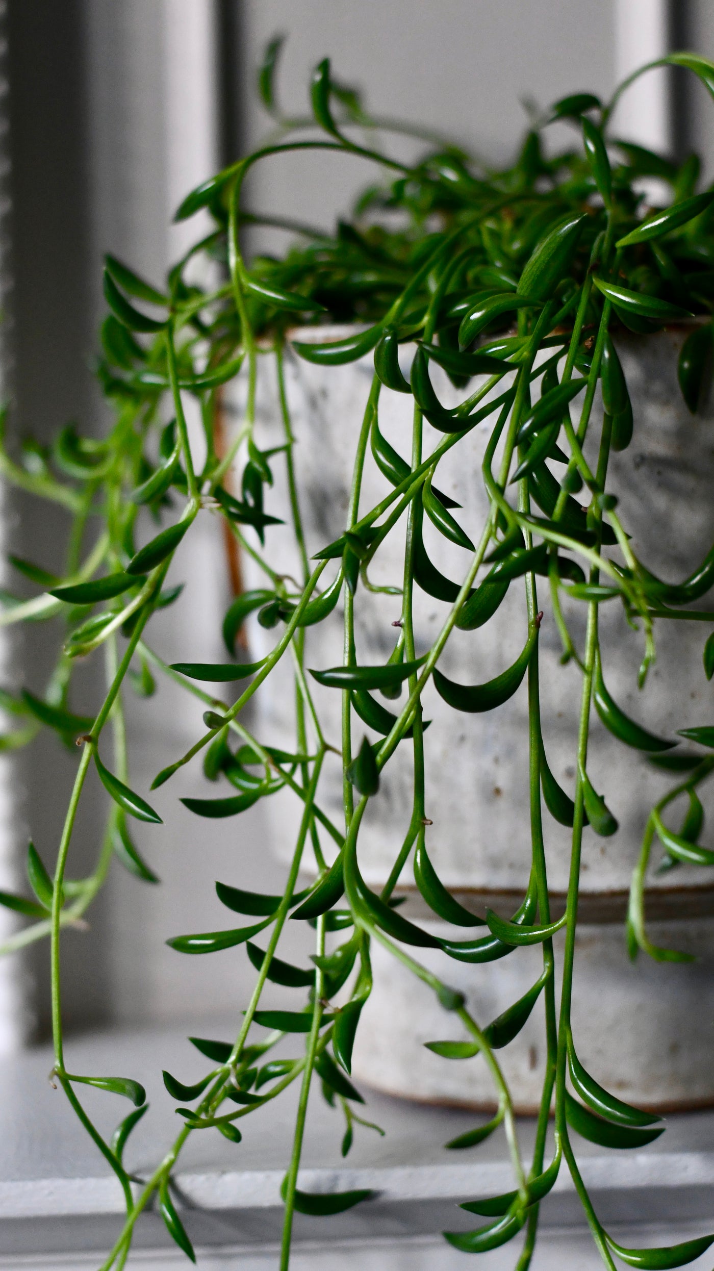 Senecio Radicans  (Senecio, String of Bananas, String of Beans)