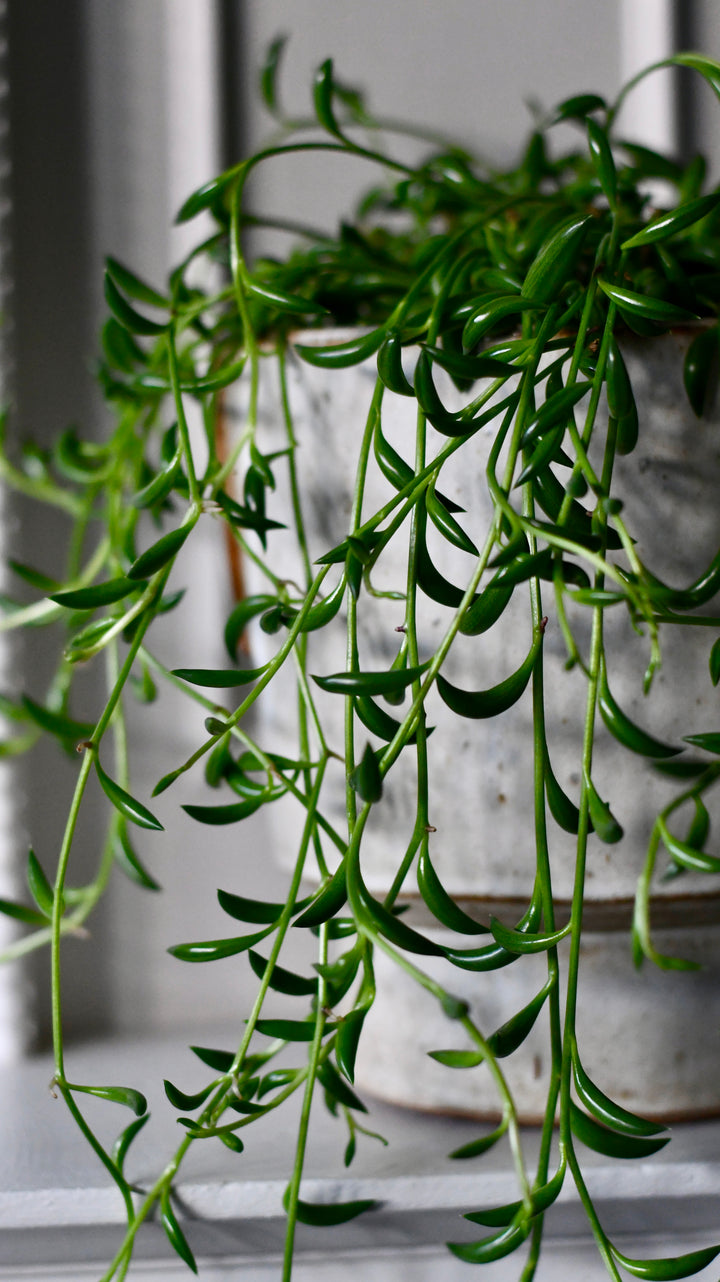 Senecio Radicans | String of Bananas | String of Beans