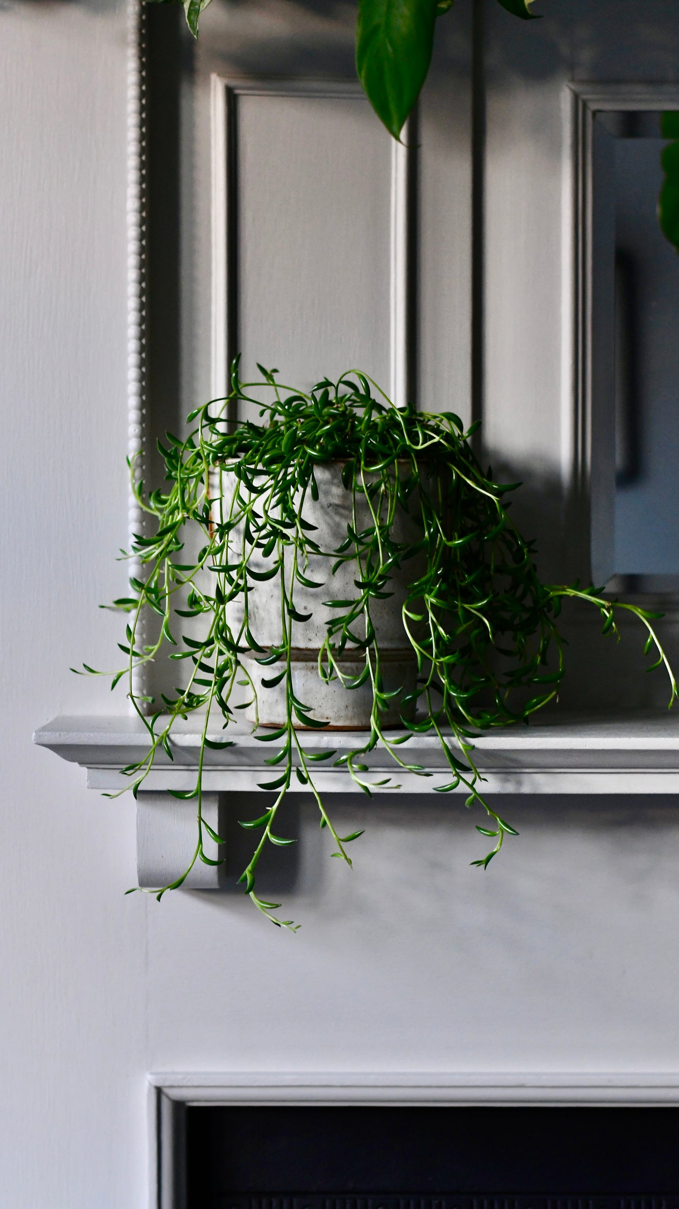 Senecio Radicans  (Senecio, String of Bananas, String of Beans)