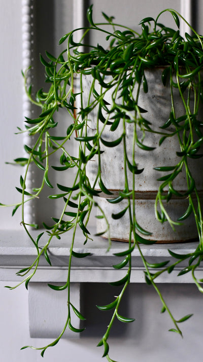 Senecio Radicans  (Senecio, String of Bananas, String of Beans)