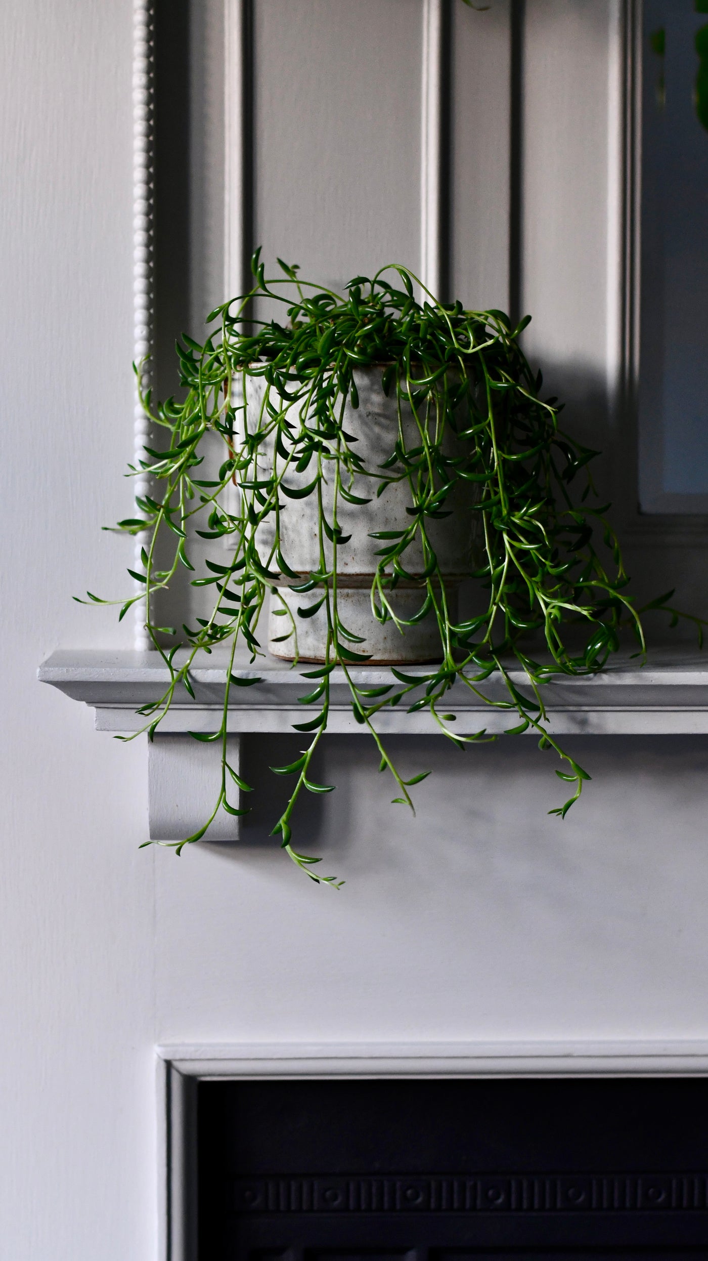 Senecio Radicans  (Senecio, String of Bananas, String of Beans)