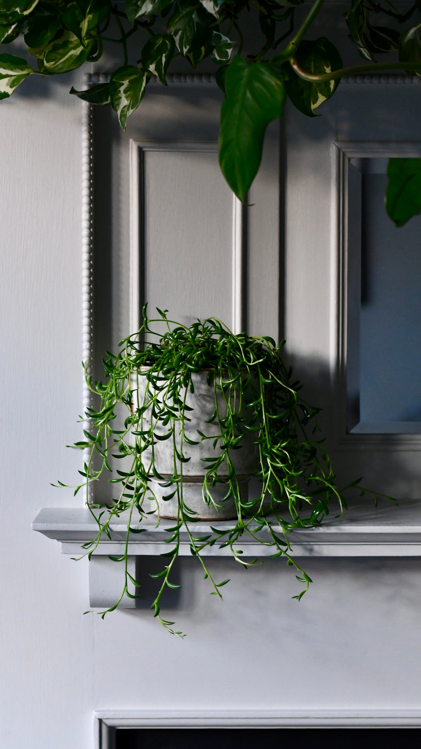 Senecio Radicans  (Senecio, String of Bananas, String of Beans)