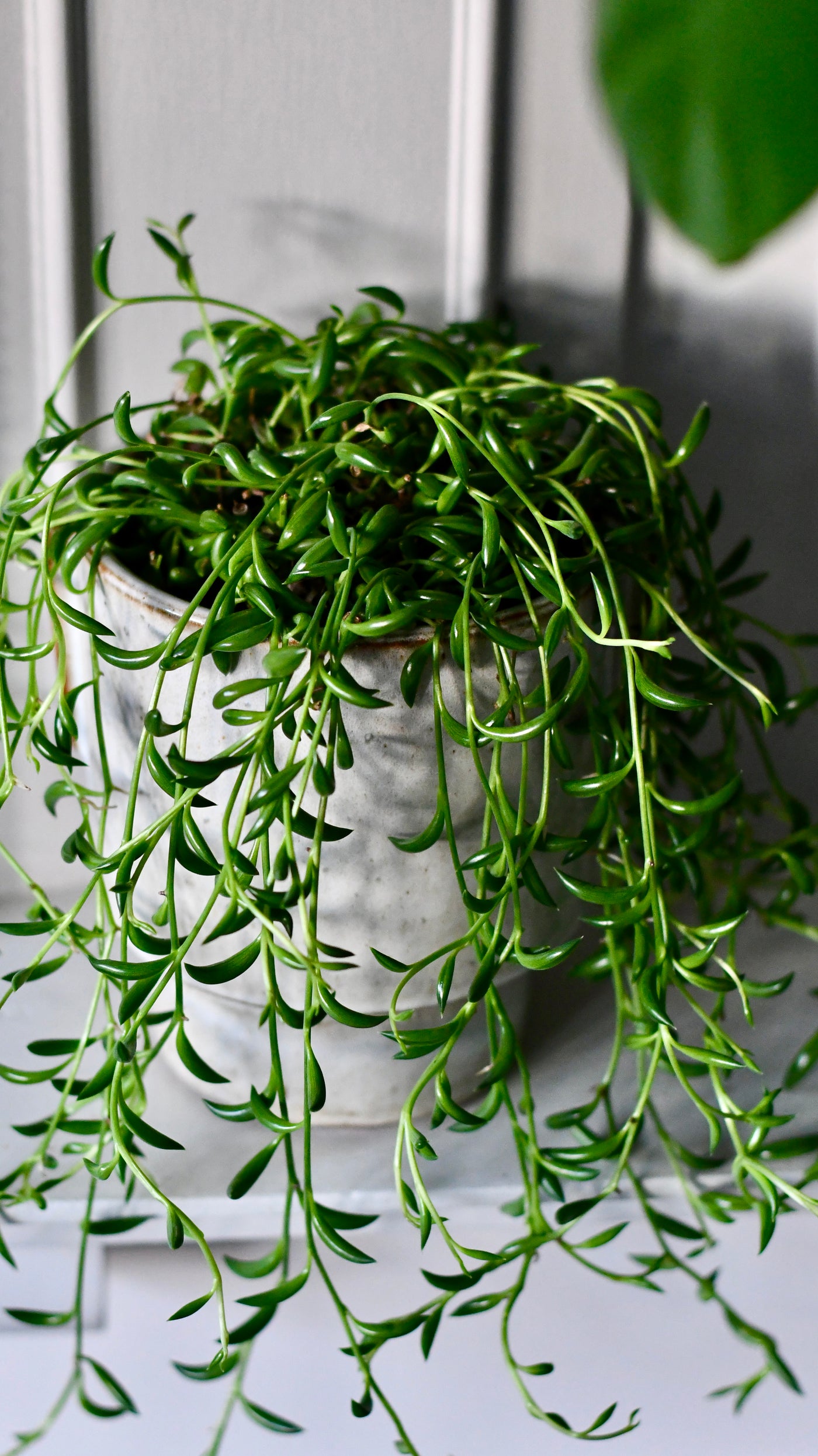 Senecio Radicans  (Senecio, String of Bananas, String of Beans)