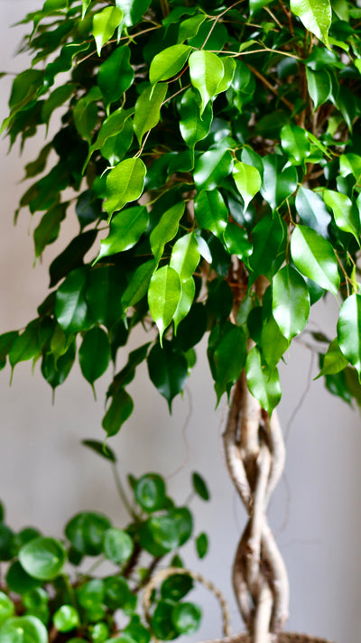 Weeping Fig Tree - Ficus Benjamina