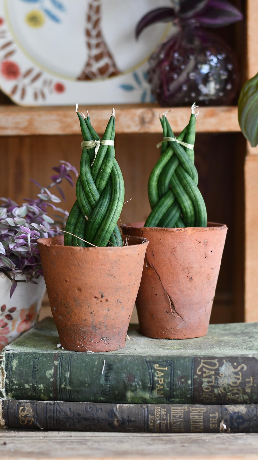 sansevieria braided plant Sansevieria cylindrica 'Braided' | Cylindrical Snake Plant