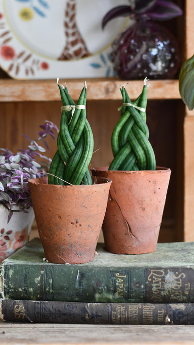 Sansevieria cylindrica 'Braided' | Cylindrical Snake Plant | African Spear | Cylindrical Mother-in-laws-tongue