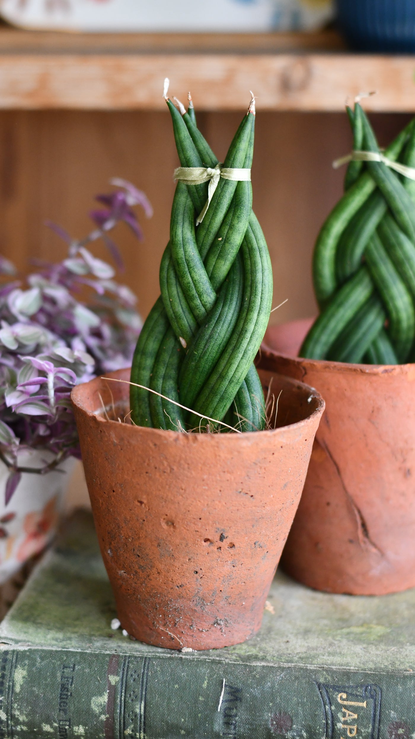 Sansevieria cylindrica 'Braided' | Cylindrical Snake Plant | African Spear | Cylindrical Mother-in-laws-tongue