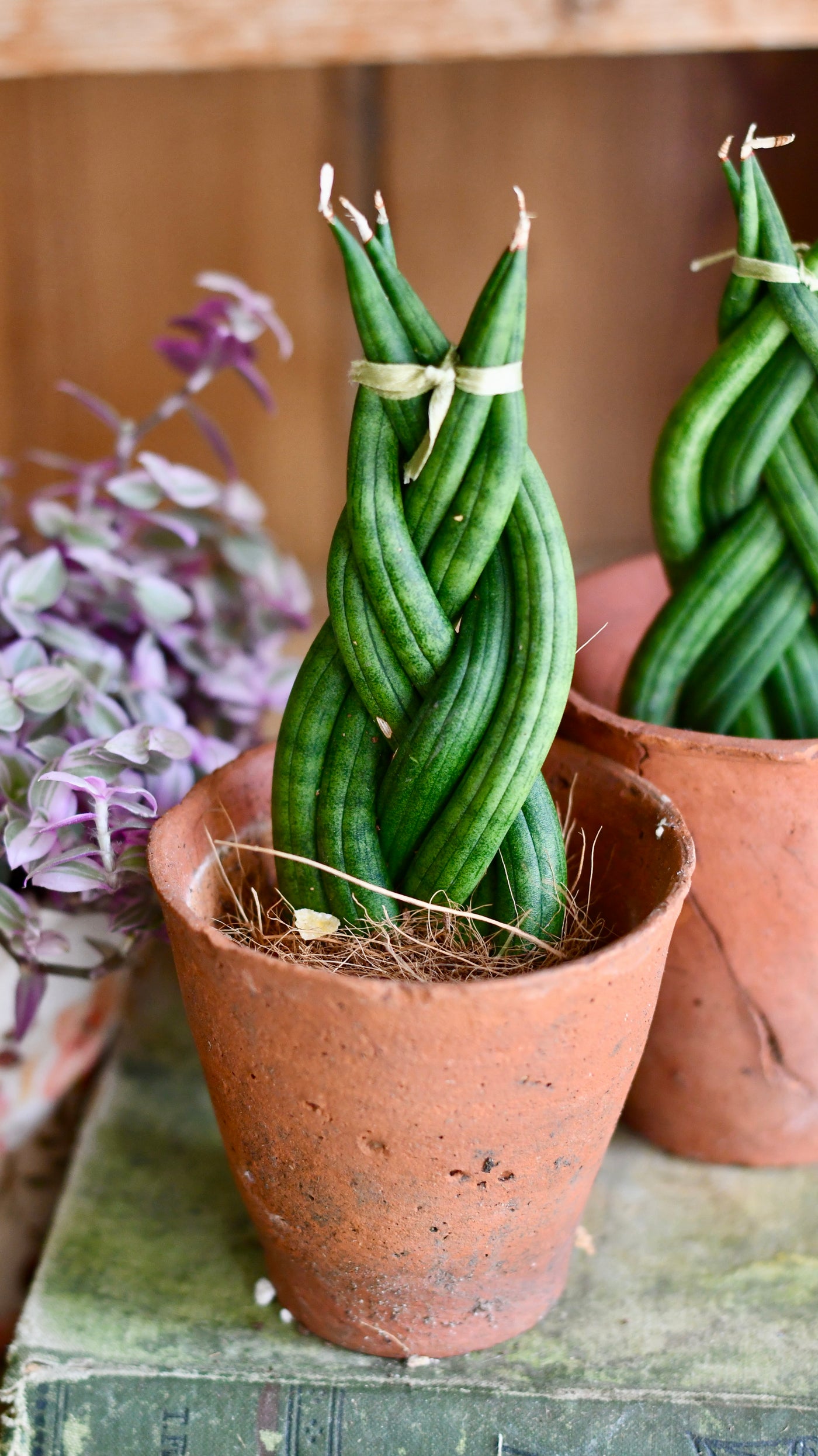 Sansevieria cylindrica 'Braided' | Cylindrical Snake Plant | African Spear | Cylindrical Mother-in-laws-tongue