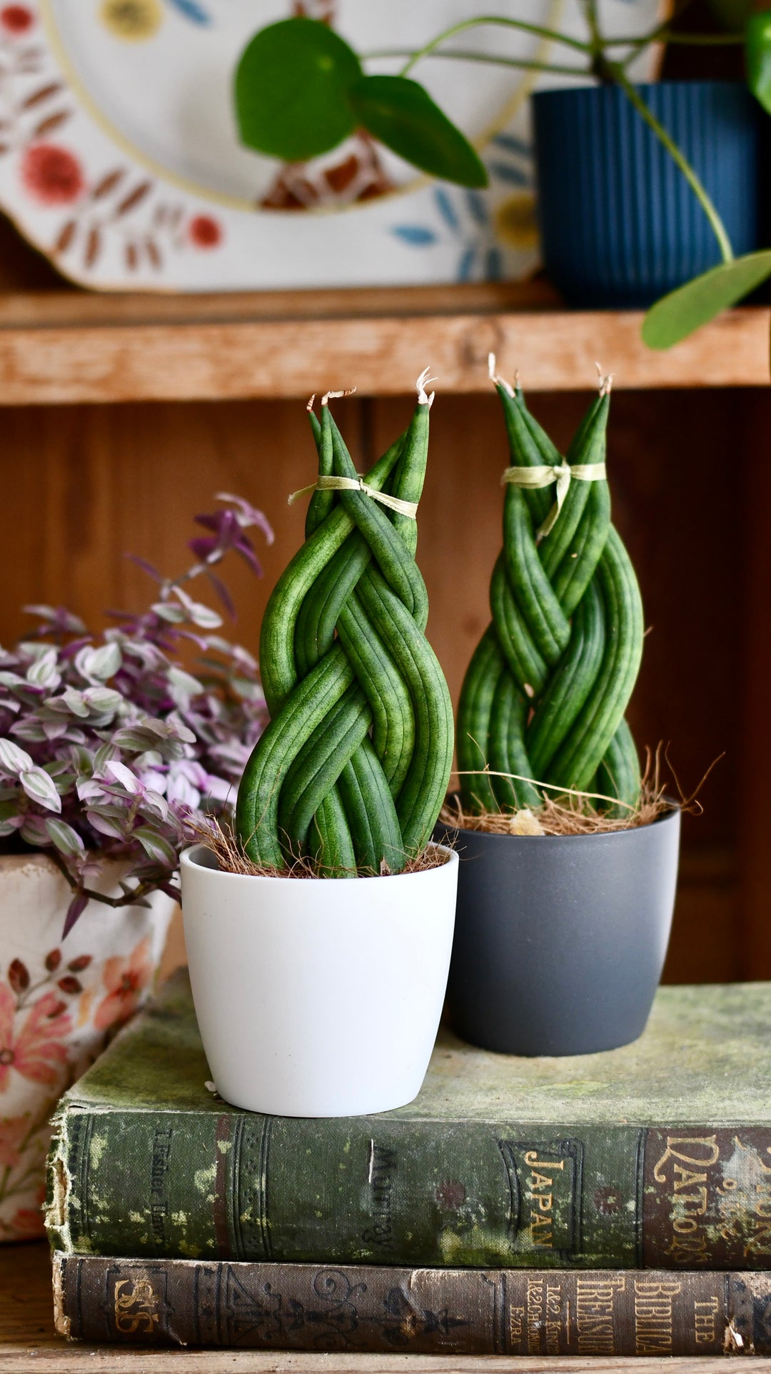 Sansevieria cylindrica 'Braided' | Cylindrical Snake Plant
