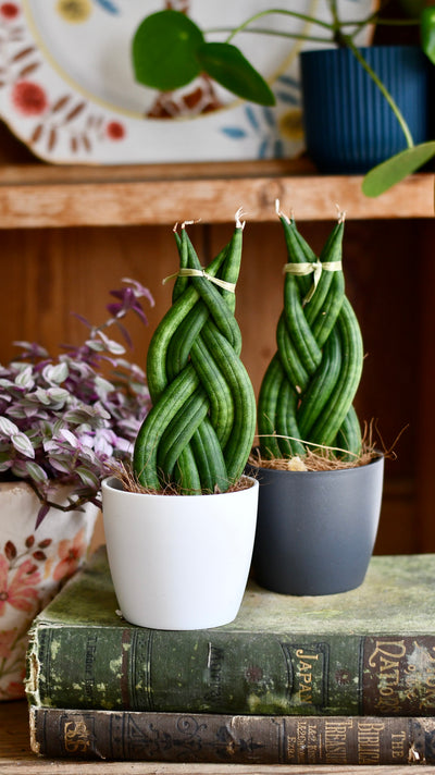 Sansevieria cylindrica 'Braided' | Cylindrical Snake Plant | African Spear | Cylindrical Mother-in-laws-tongue