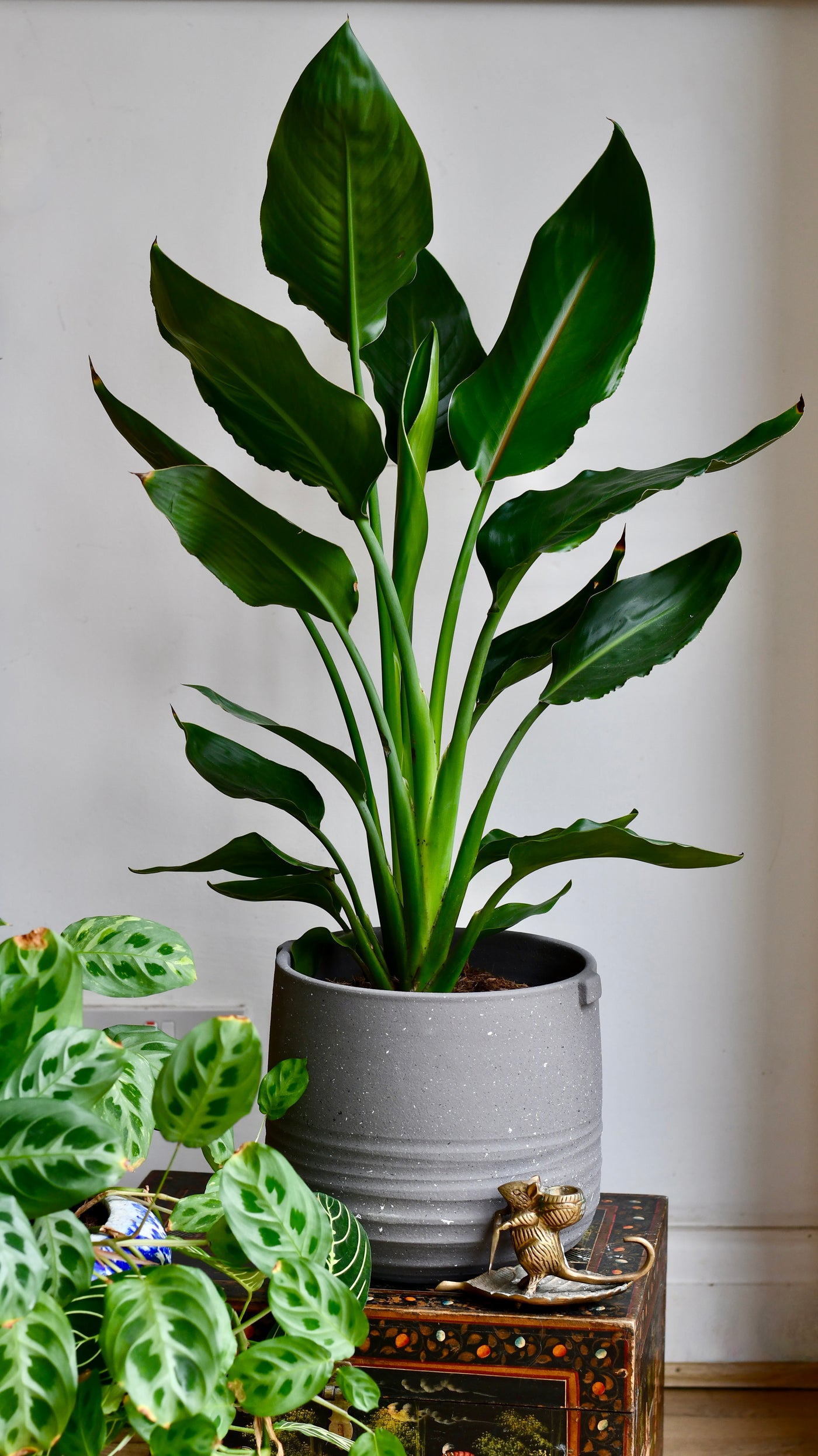 bird of paradise indoor plant nz Strelitzia Reginae, Bird of Paradise – Happy Houseplants