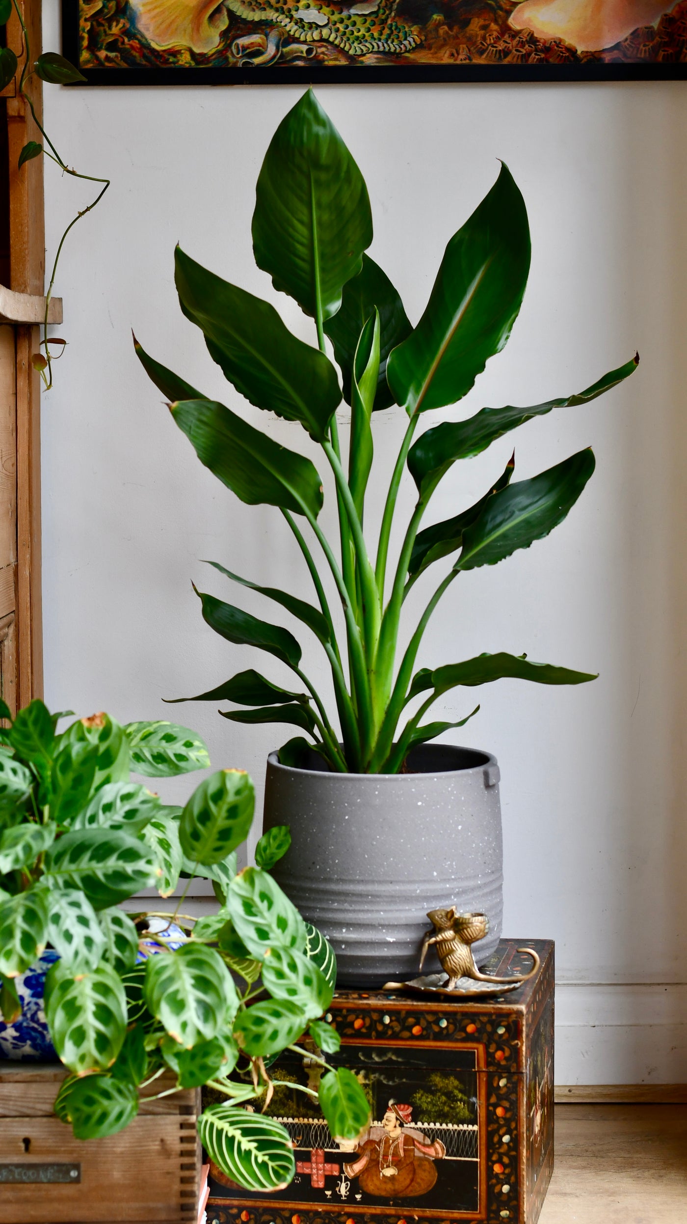 birds of paradise house plants Strelitzia Reginae, Bird of Paradise – Happy Houseplants