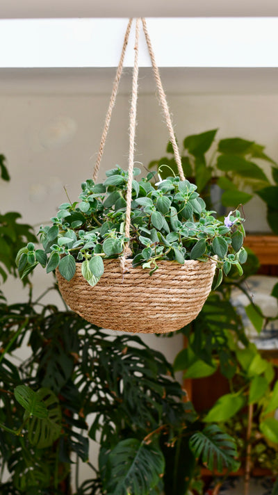 Streptocarpus Saxorum