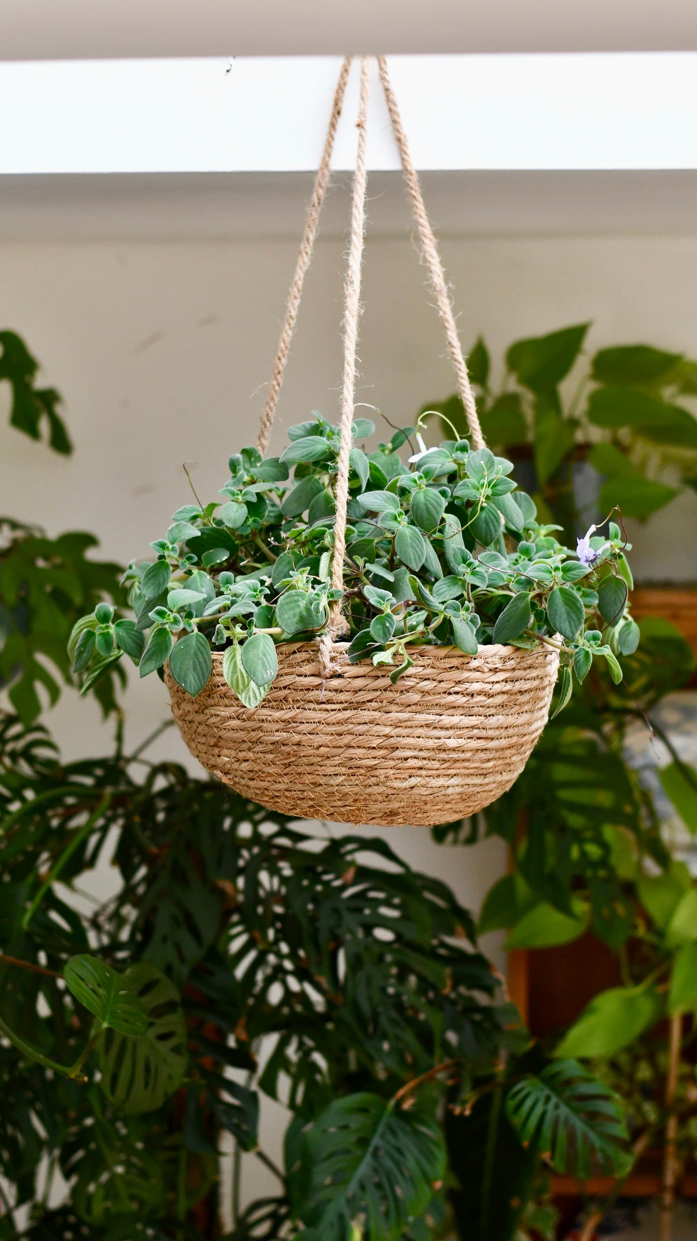 Streptocarpus Saxorum