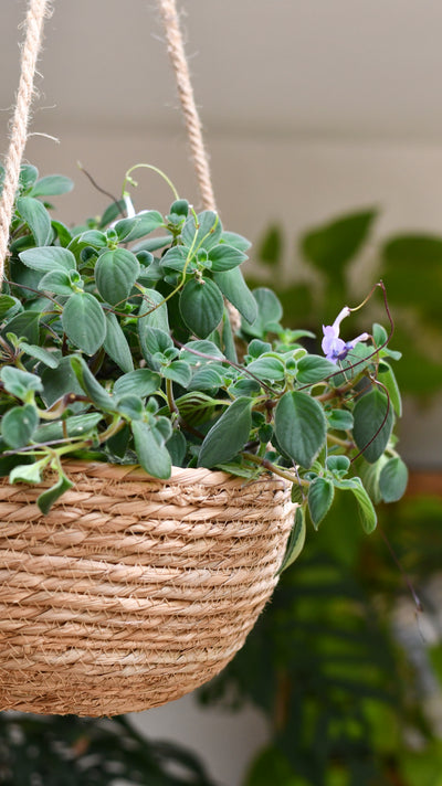 Streptocarpus Saxorum