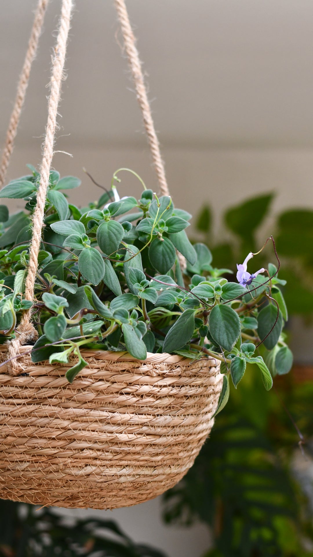 streptococcus house plant Streptocarpus Saxorum – Happy Houseplants