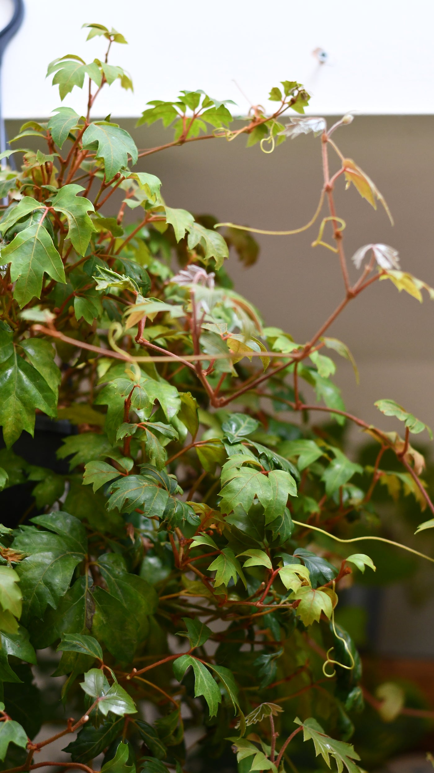 Cissus Ellen Danica or Mermaid Vine