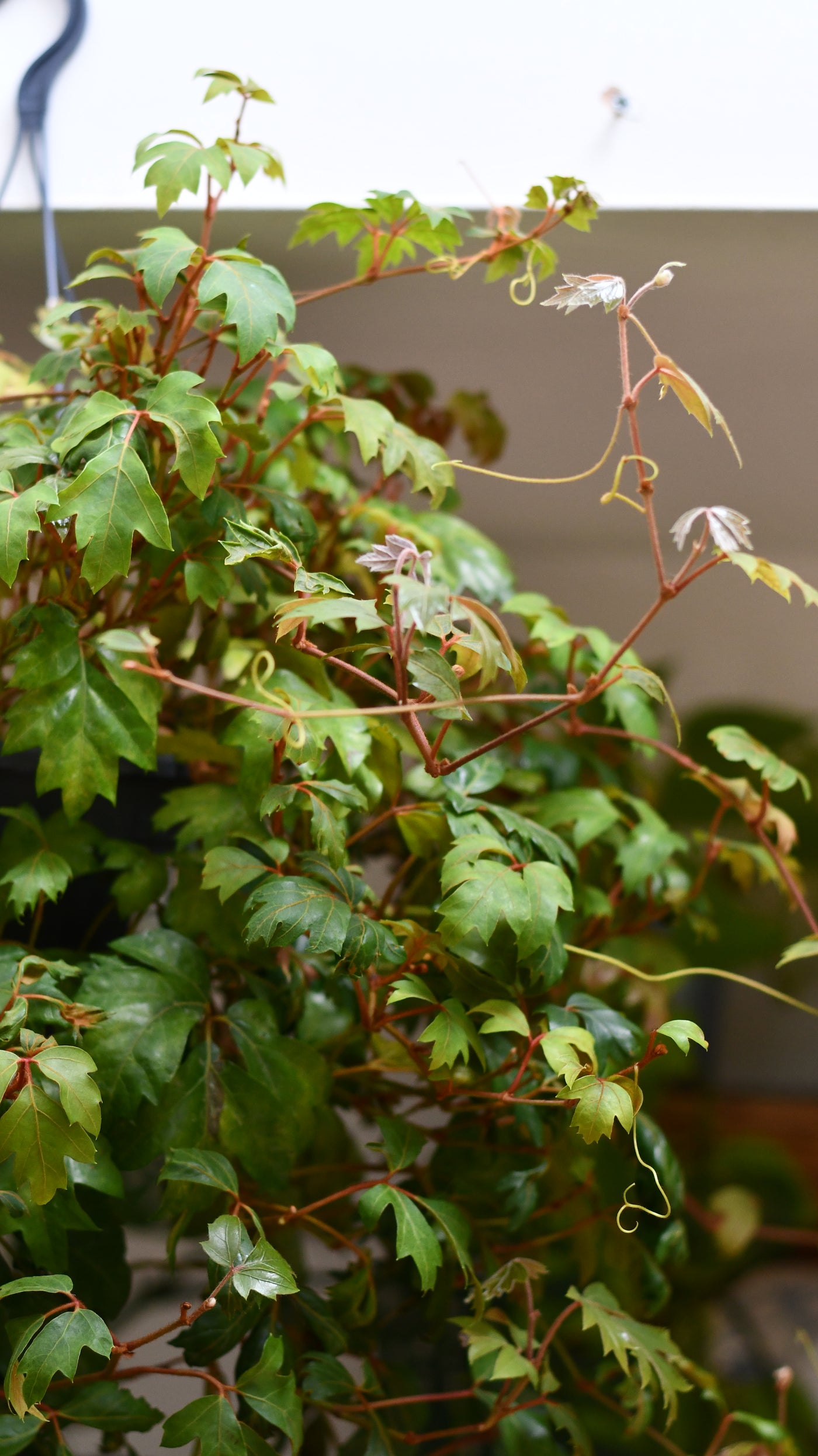 Cissus Ellen Danica or Mermaid Vine