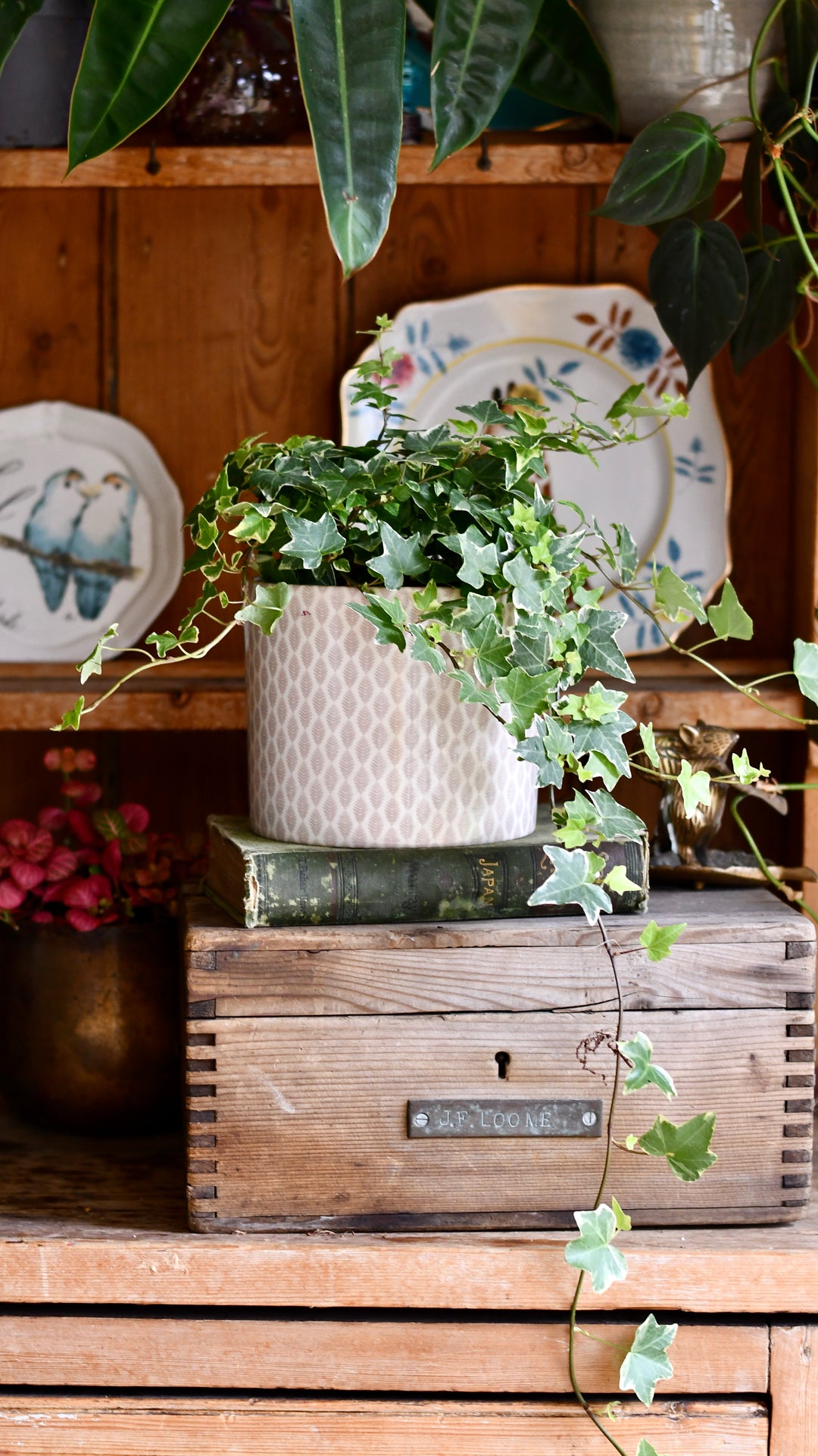 English Ivy | Hedera helix