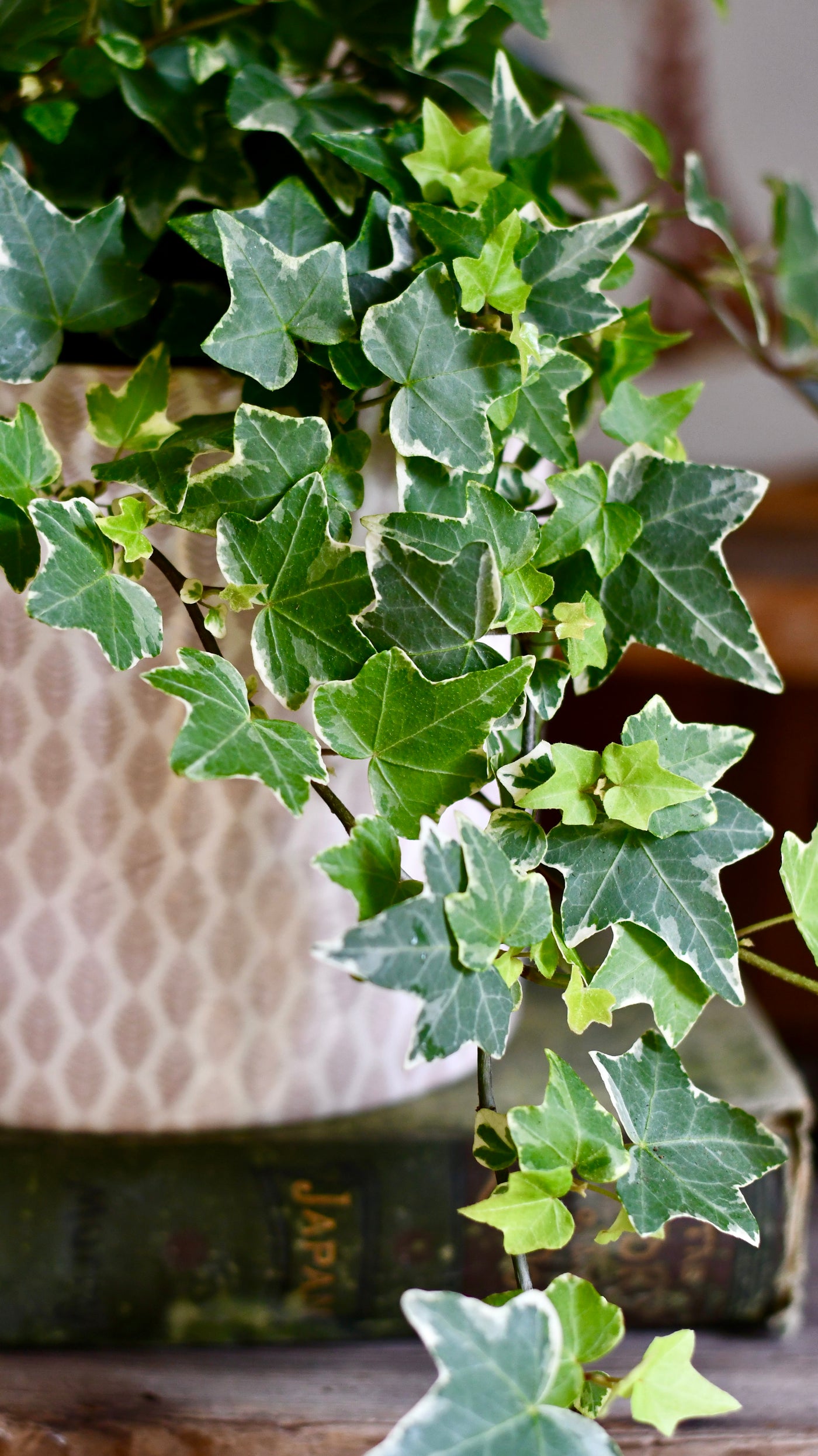 English Ivy (Hedera helix)