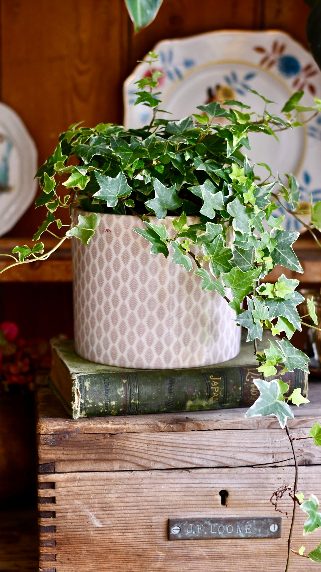 English Ivy | Hedera helix
