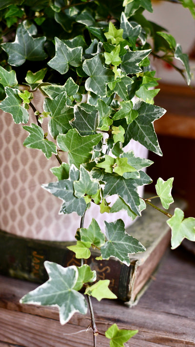 English Ivy (Hedera helix)