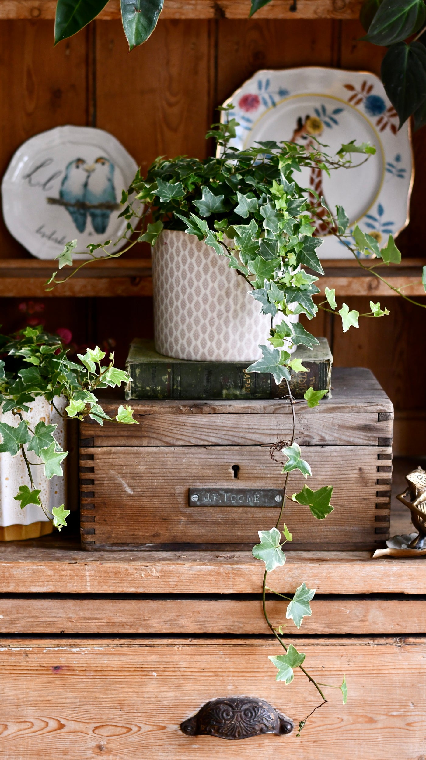 English Ivy (Hedera helix)