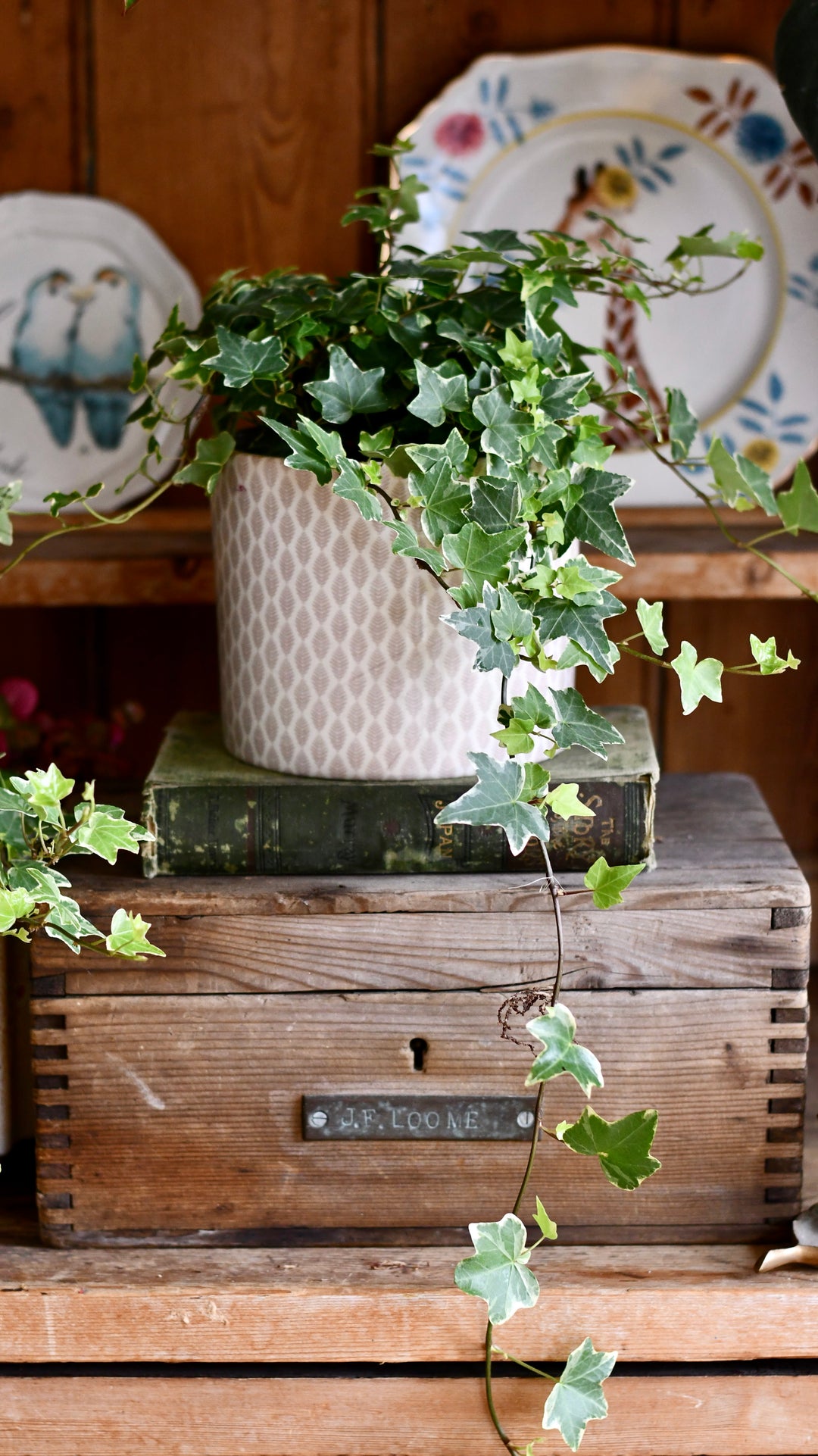 English Ivy | Hedera helix