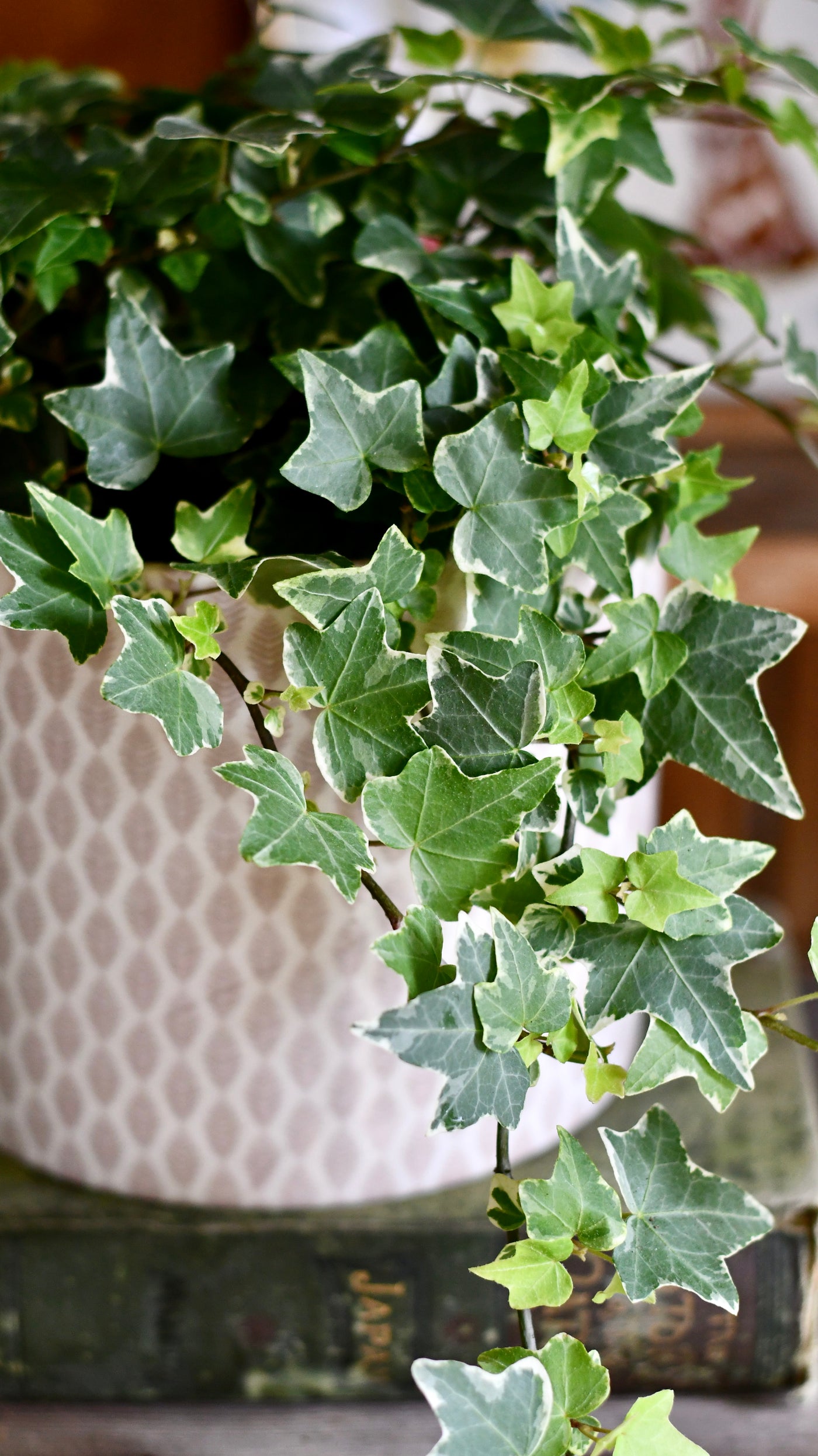 English Ivy (Hedera helix)