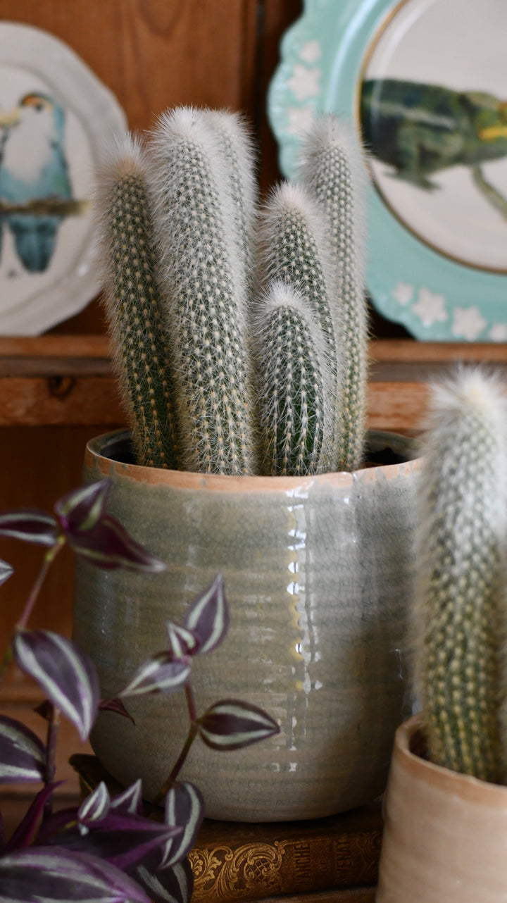 kaktus gwiazda szeryfa Stapelia Hirsuta (Gwiazda szeryfa) – Secret Garden Plant Shop main image 0