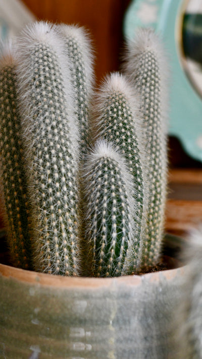 Old Man Cactus (Cephalocereus)