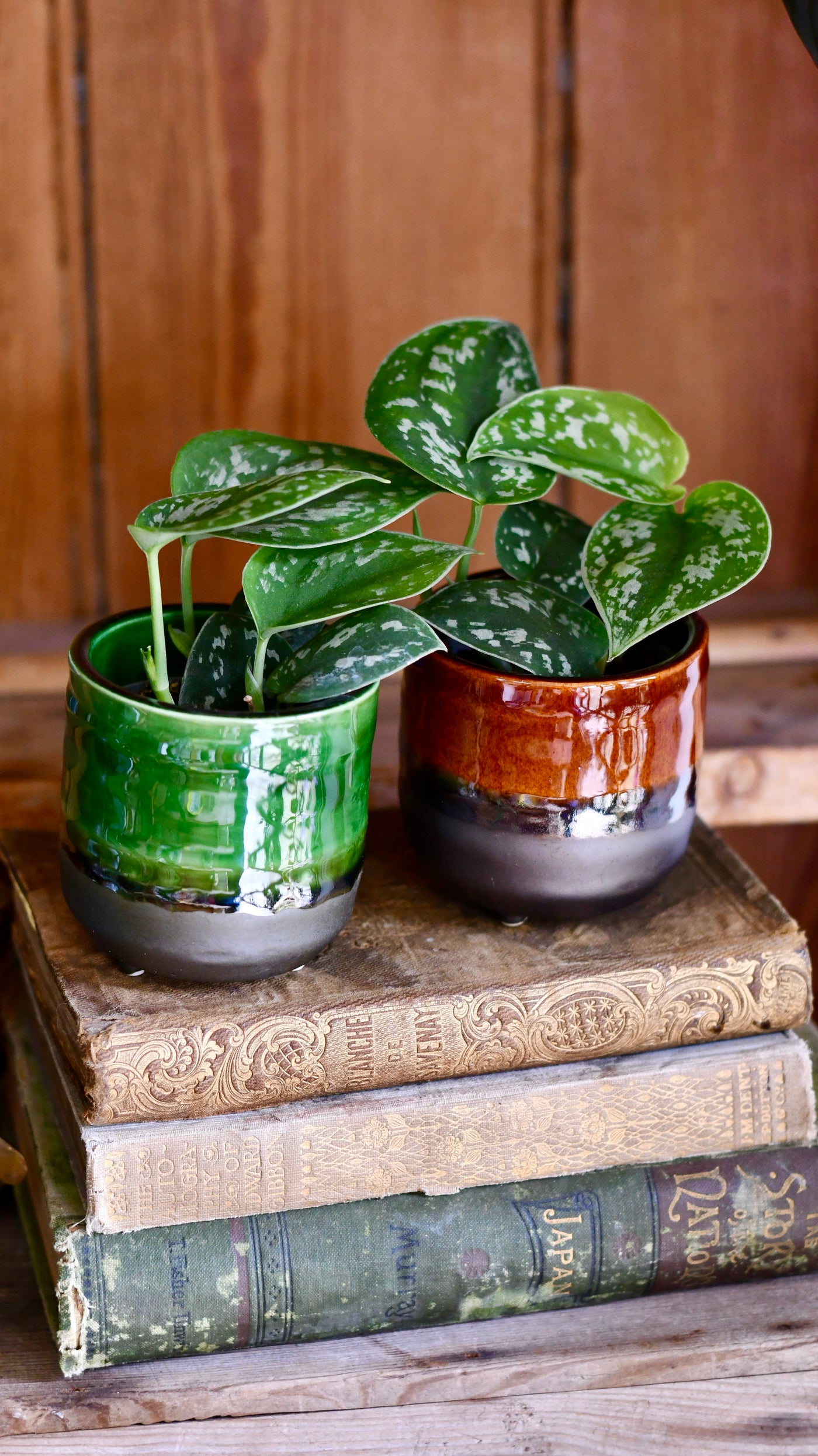 satin pothos low light Scindapsus Pictus | Satin Pothos | Happy Houseplants
