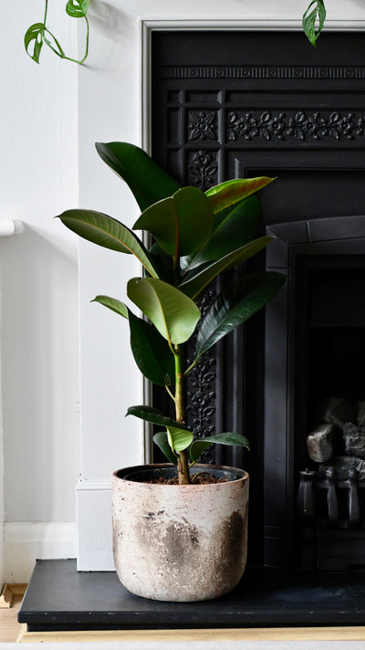 Rubber Plant (Ficus Elastica, Ficus Robusta)