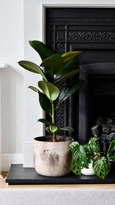 Rubber Plant (Ficus Elastica, Ficus Robusta)