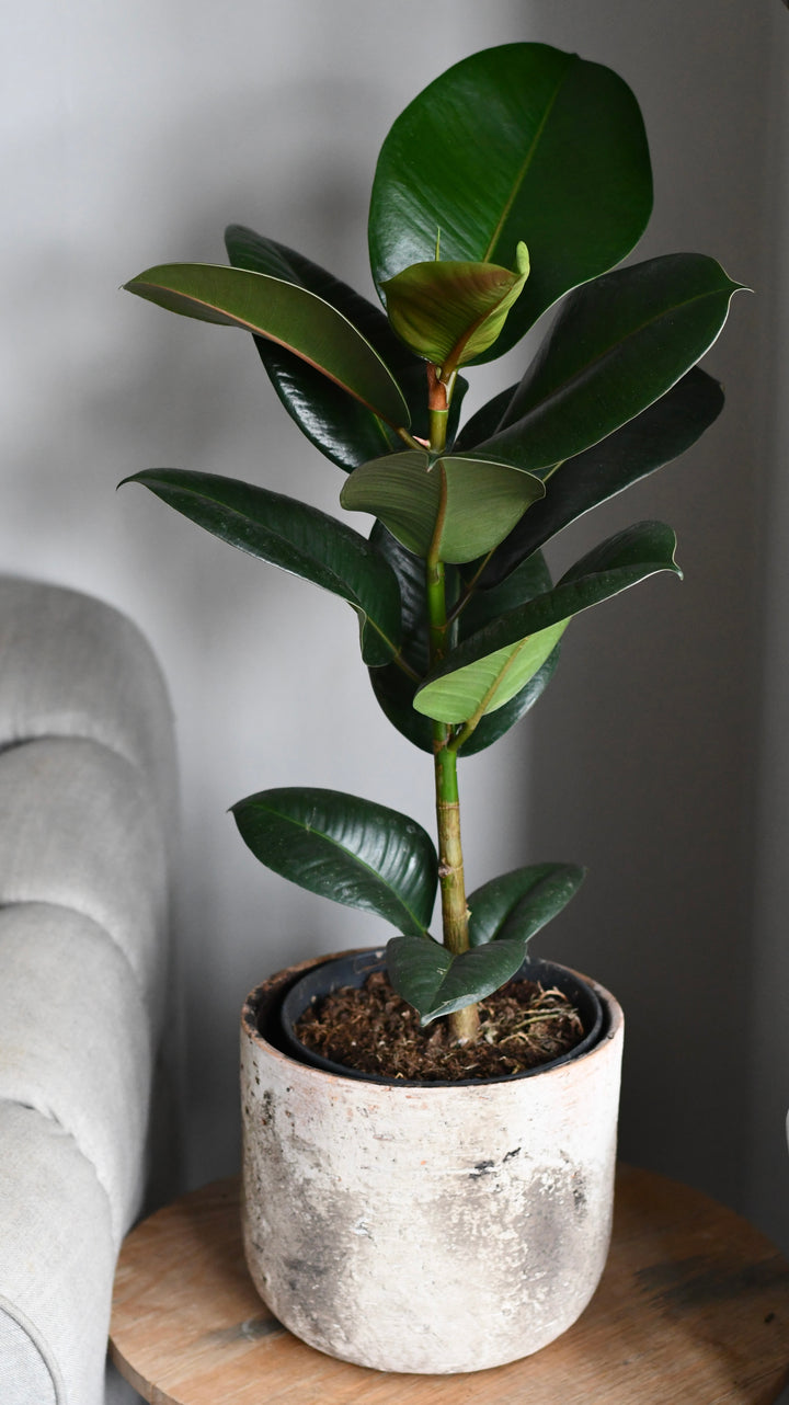 is rubber plant indoor Rubber Plant | Elastica | Ficus Robusta