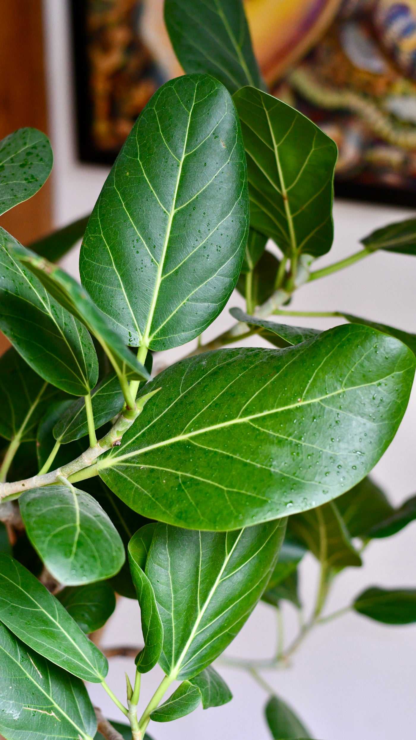 Twisted stem Ficus benghalensis Audrey | Bengal Fig | Large Indoor Tree