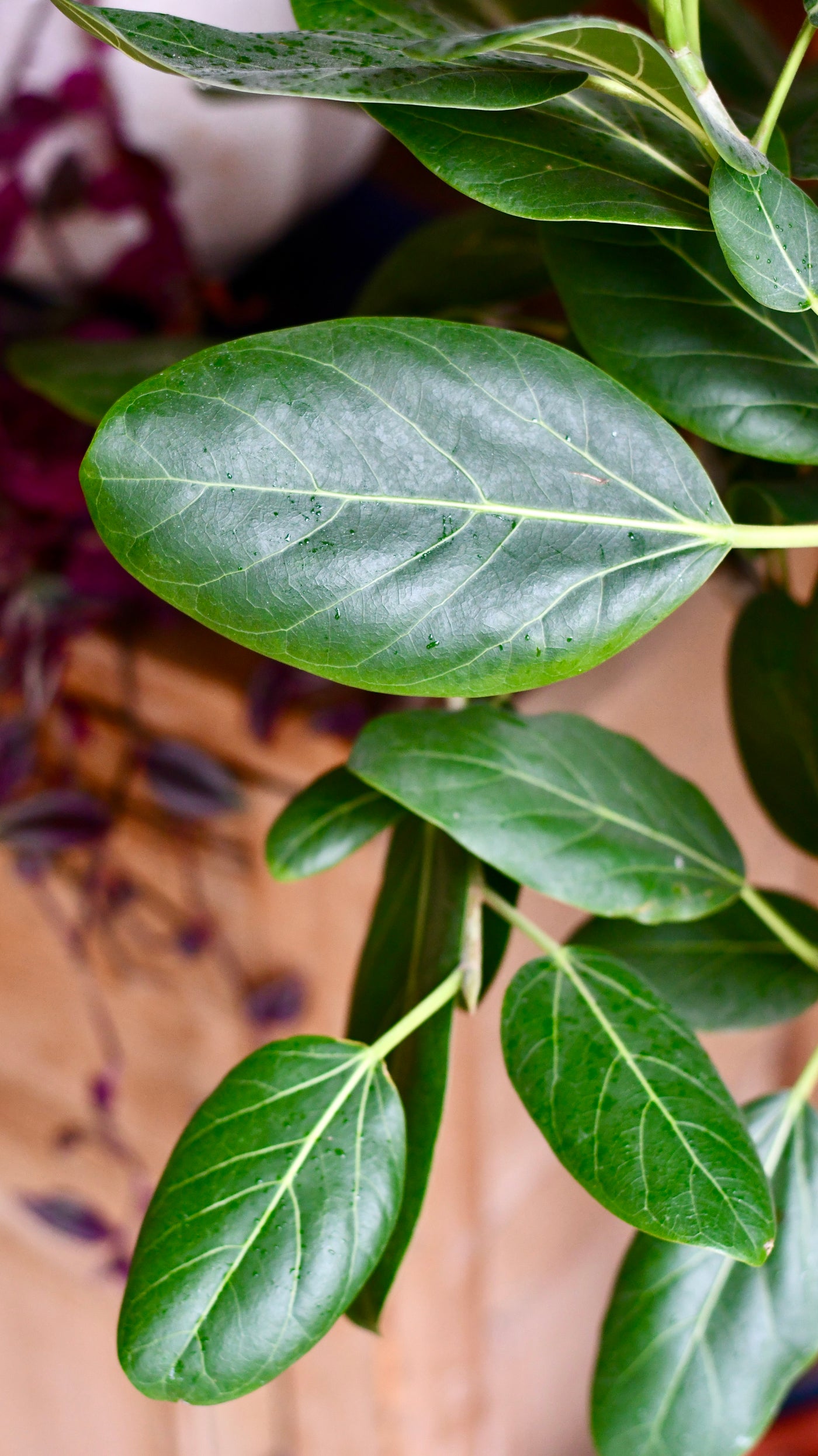 Twisted stem Ficus benghalensis Audrey | Bengal Fig | Large Indoor Tree