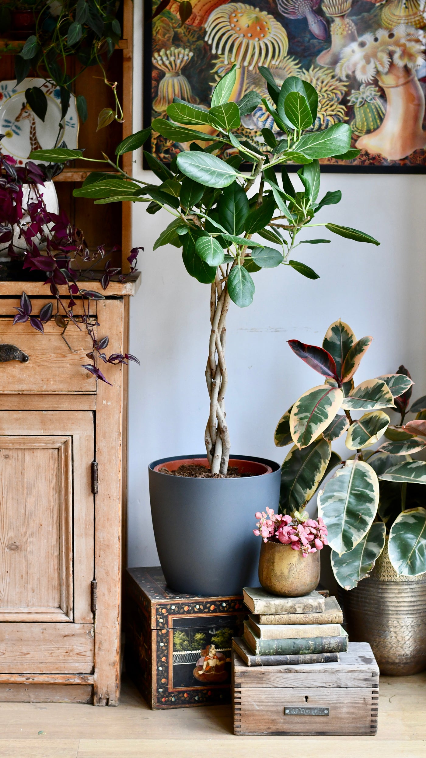 Twisted stem Ficus benghalensis Audrey | Bengal Fig | Large Indoor Tree