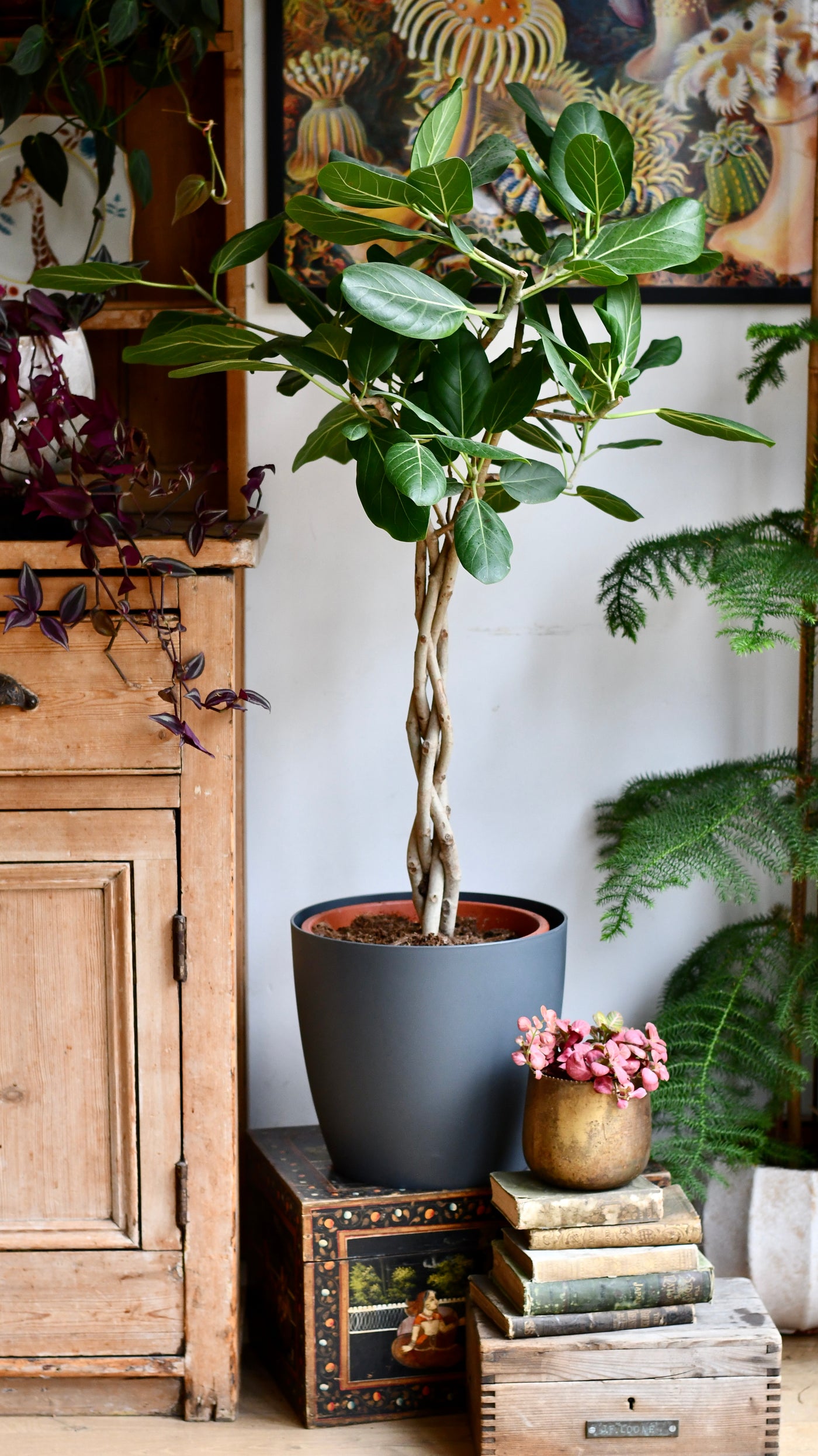 Twisted stem Ficus benghalensis Audrey | Bengal Fig | Large Indoor Tree