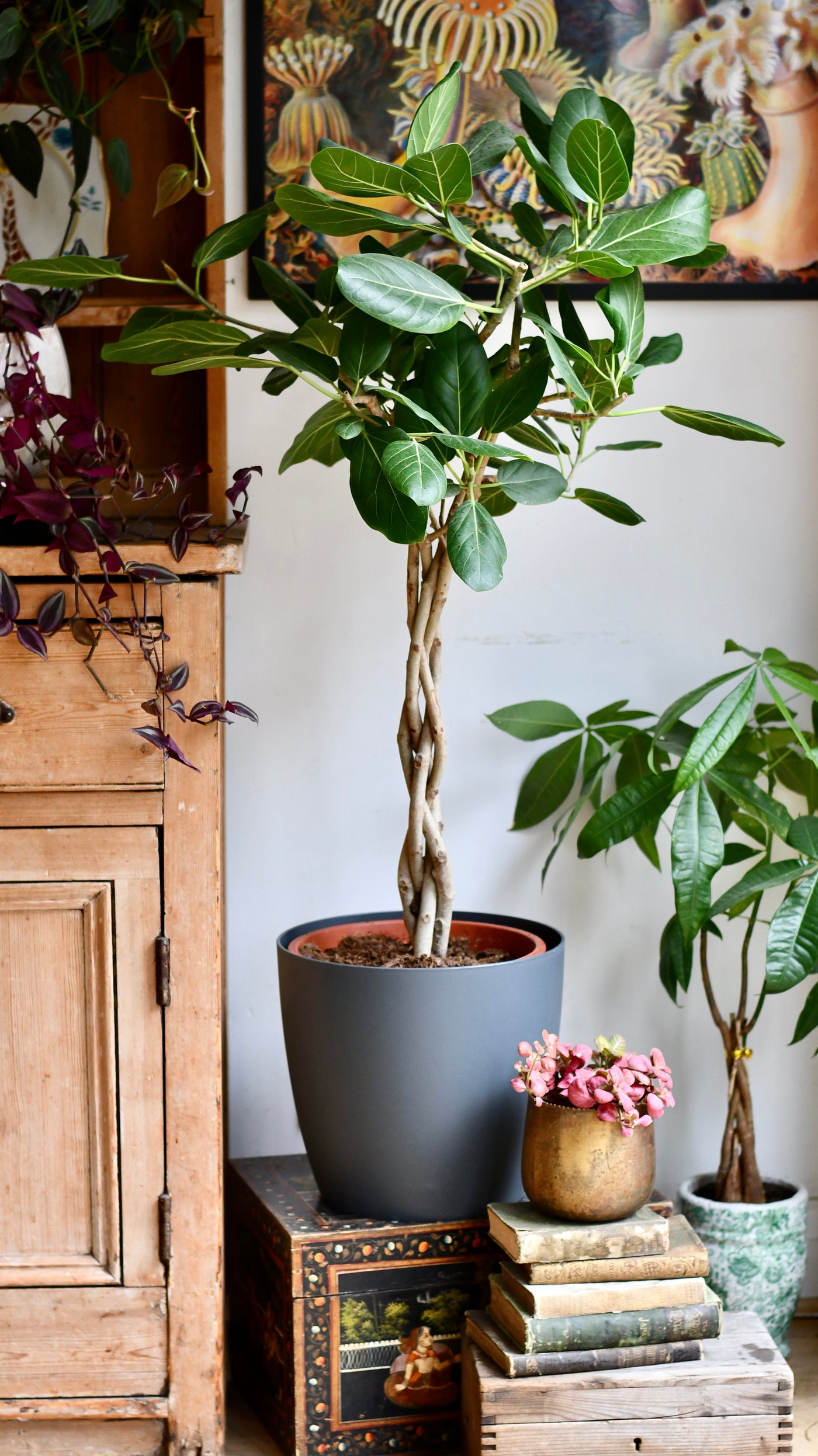 Twisted stem Ficus benghalensis Audrey | Bengal Fig | Large Indoor Tree