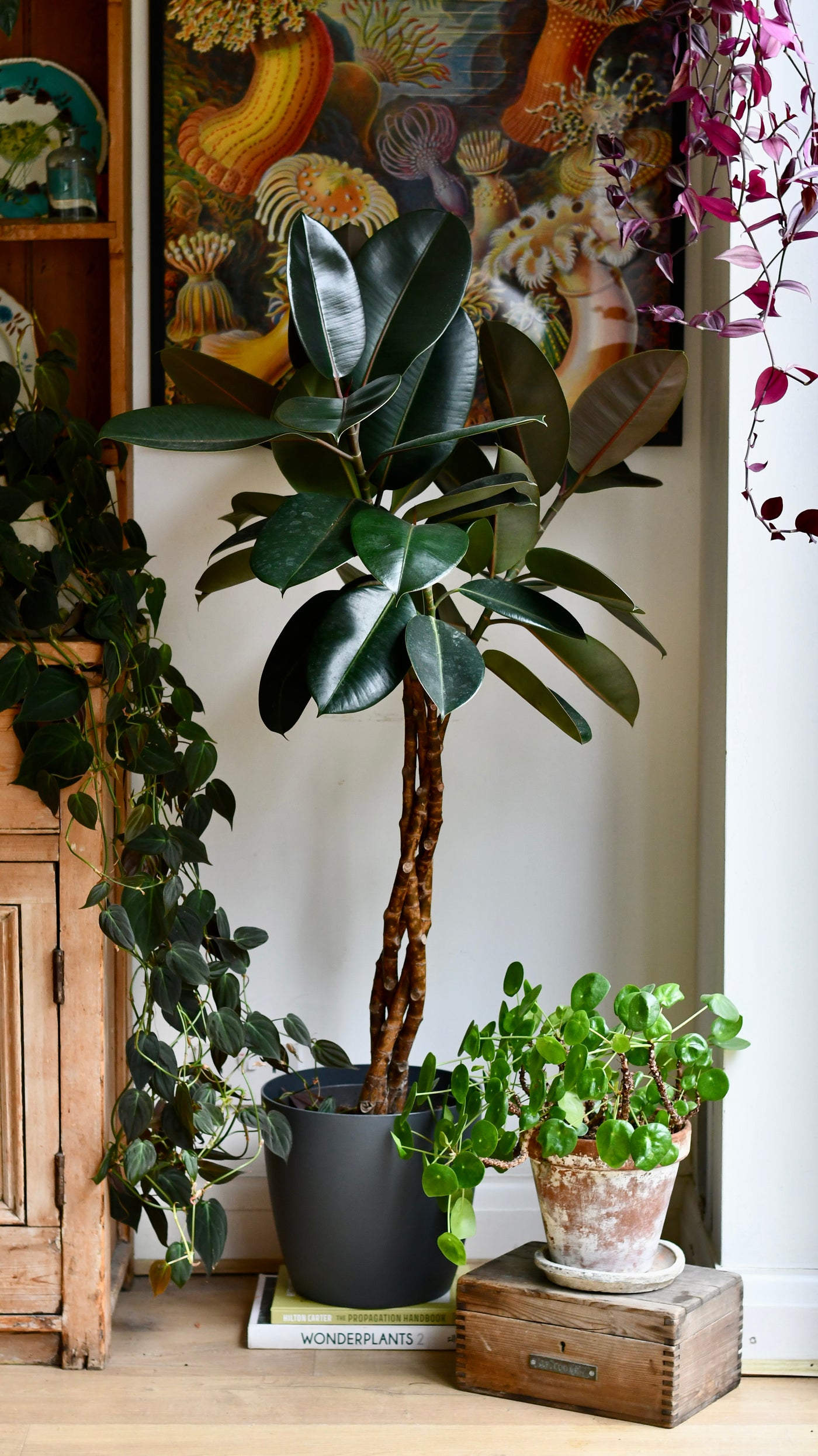 indoor tree plants uk Twisted Stem Ficus Elastica (Rubber Plant) | Happy Houseplants