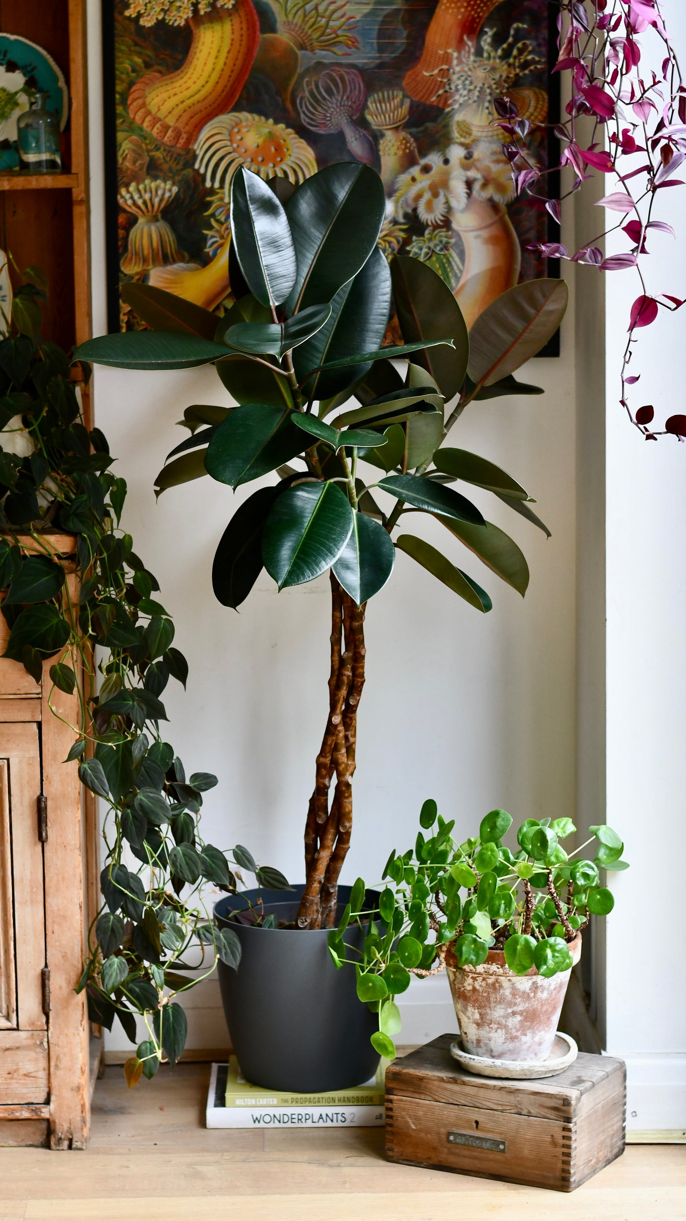 rubber fig indoor plant Twisted Stem Ficus Elastica (Rubber Plant) | Happy Houseplants