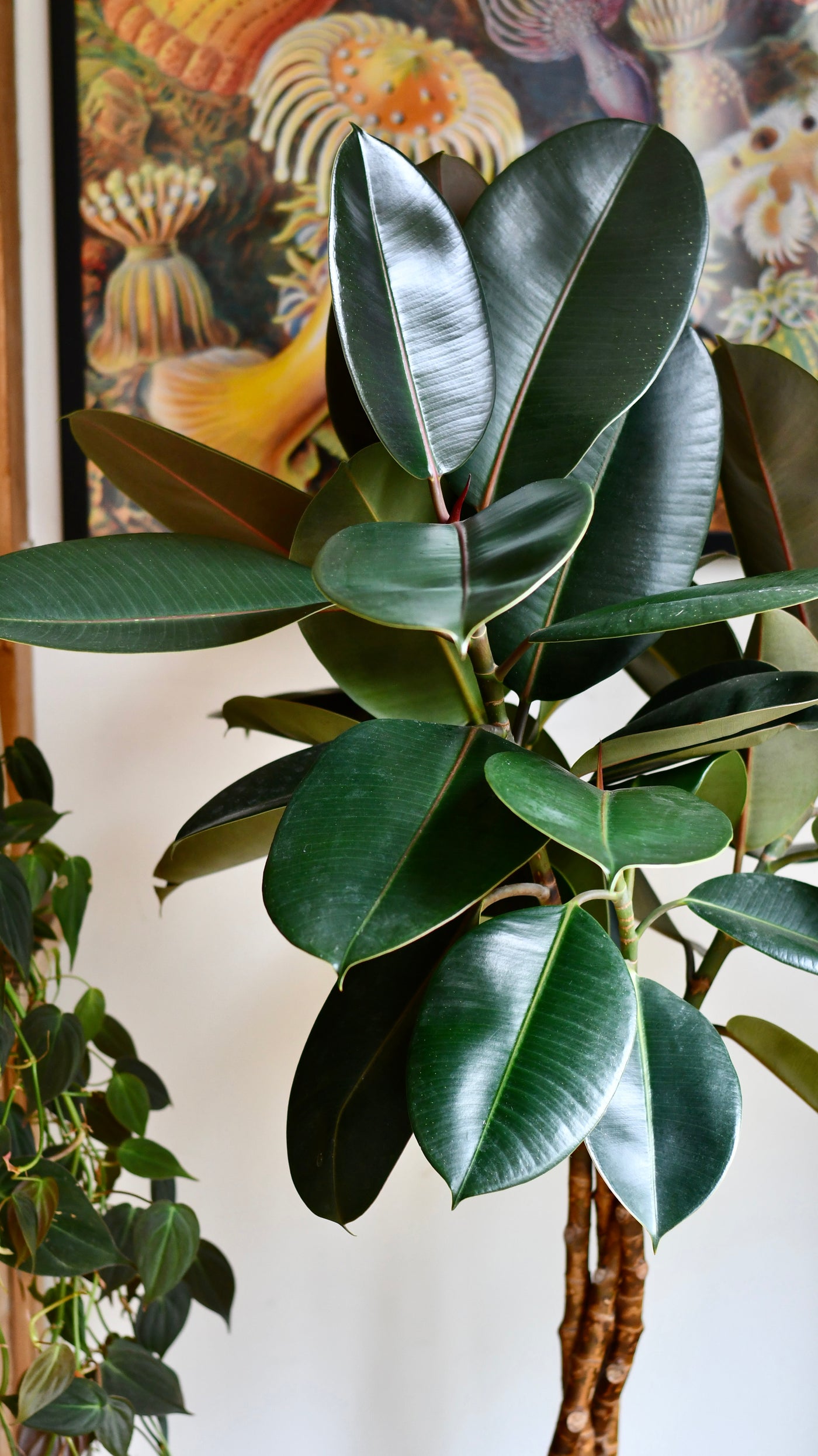 rubber tree curling leaves Twisted Stem Ficus Elastica (Rubber Plant) | Happy Houseplants