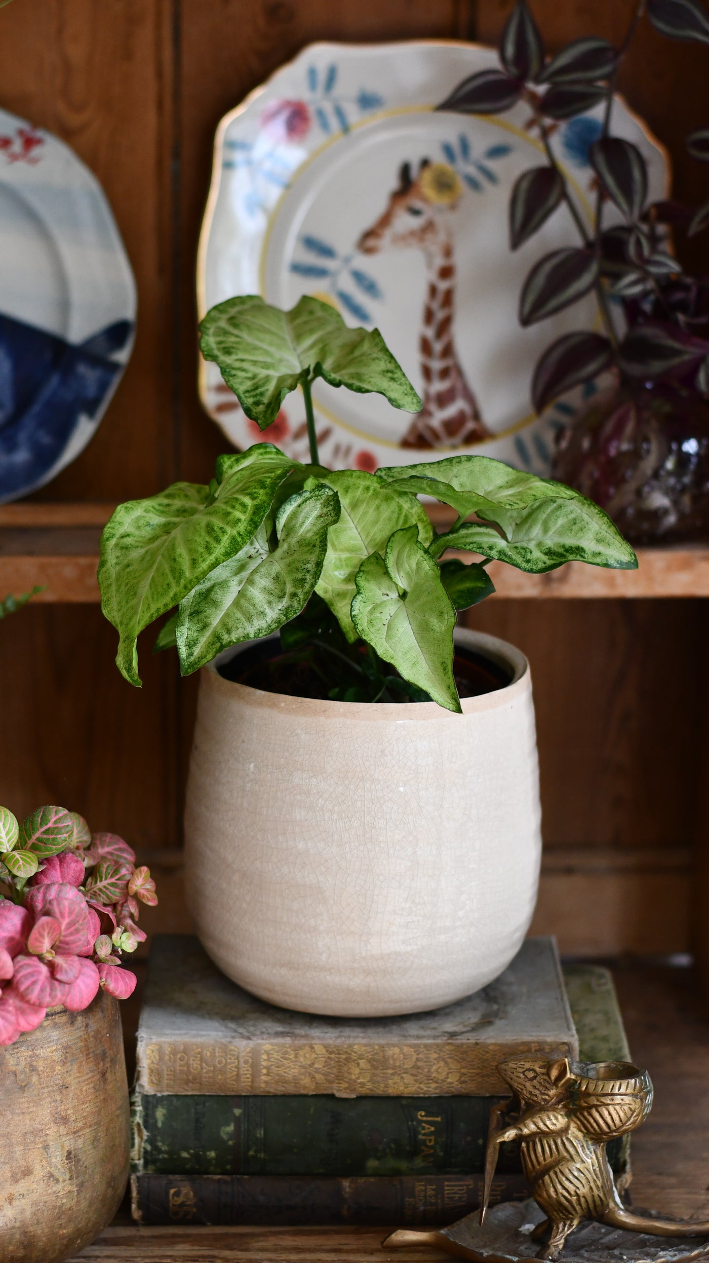 Small Syngonium White Butterfly | Syngonium nephphytis | Syngonium Arrow