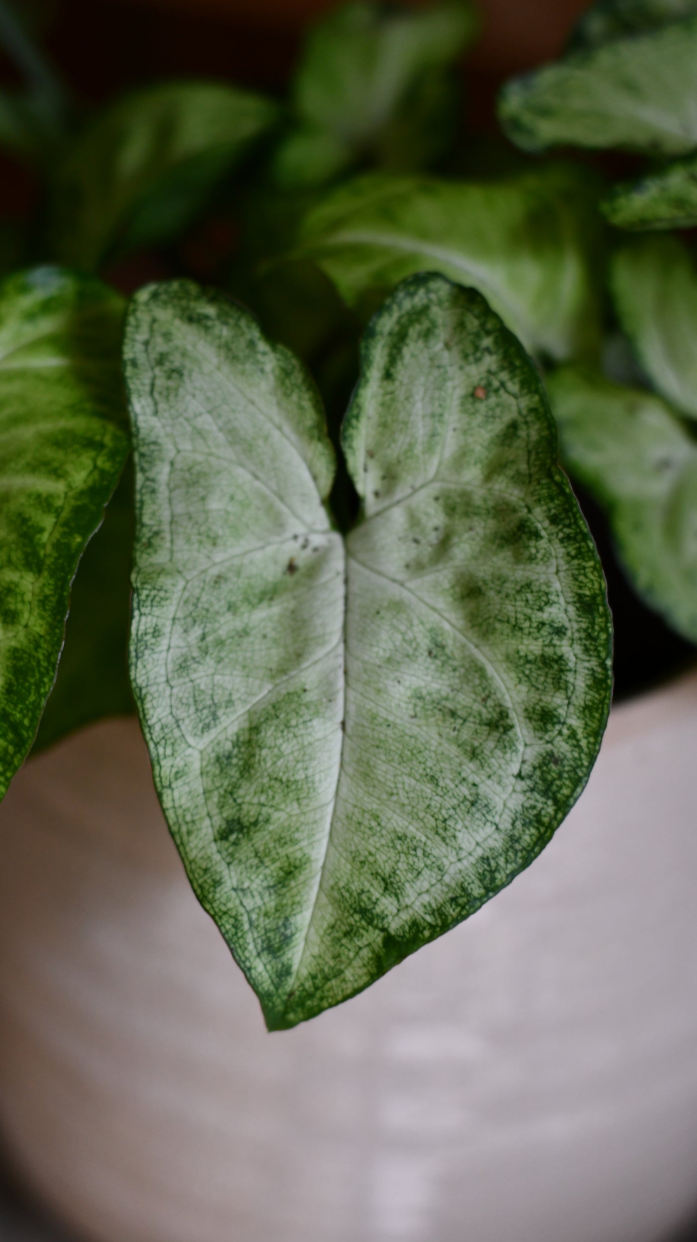 Small Syngonium White Butterfly | Syngonium nephphytis | Syngonium Arrow