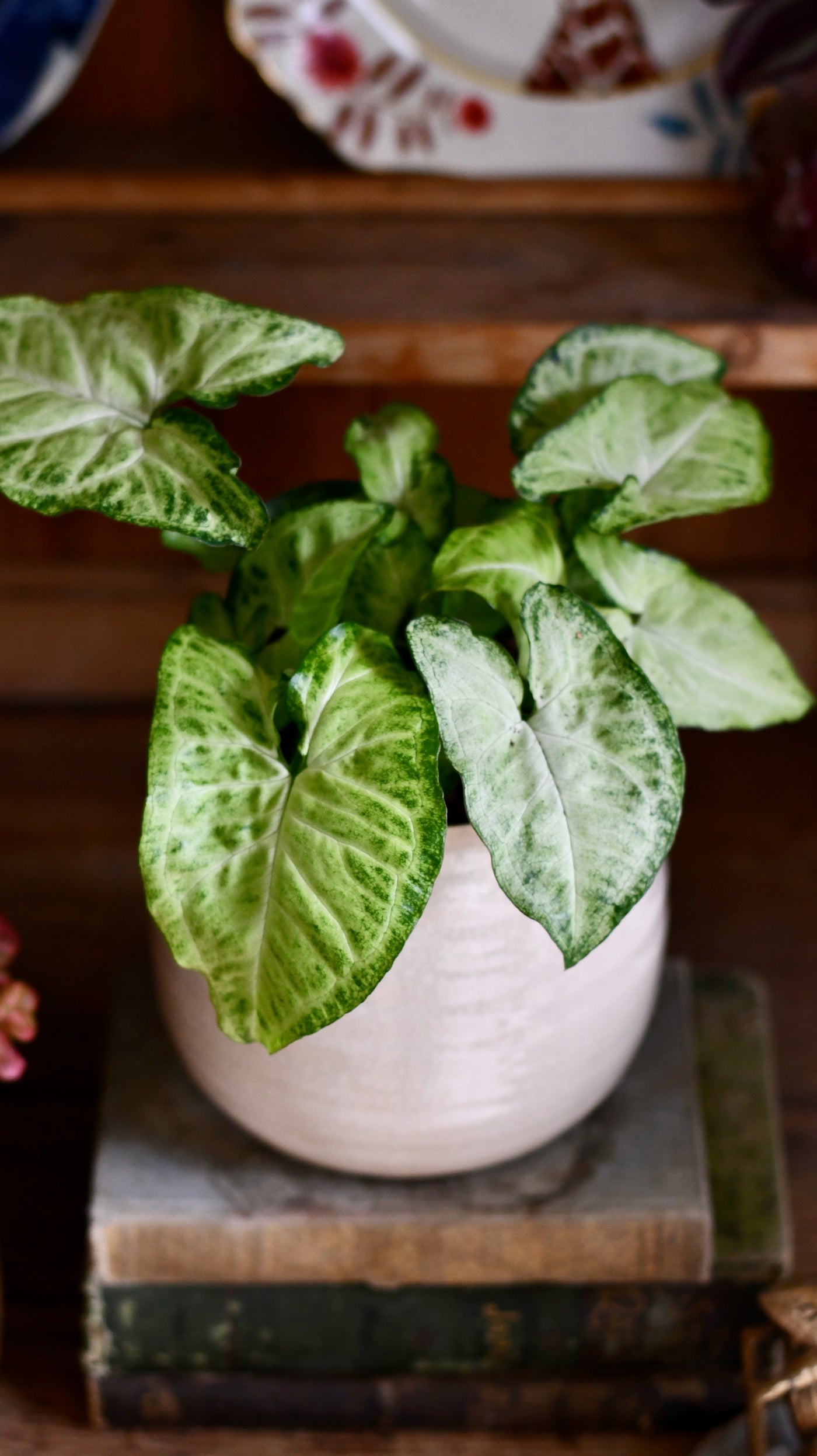 white butterfly plant indoor Small Syngonium White Butterfly | Syngonium nephphytis