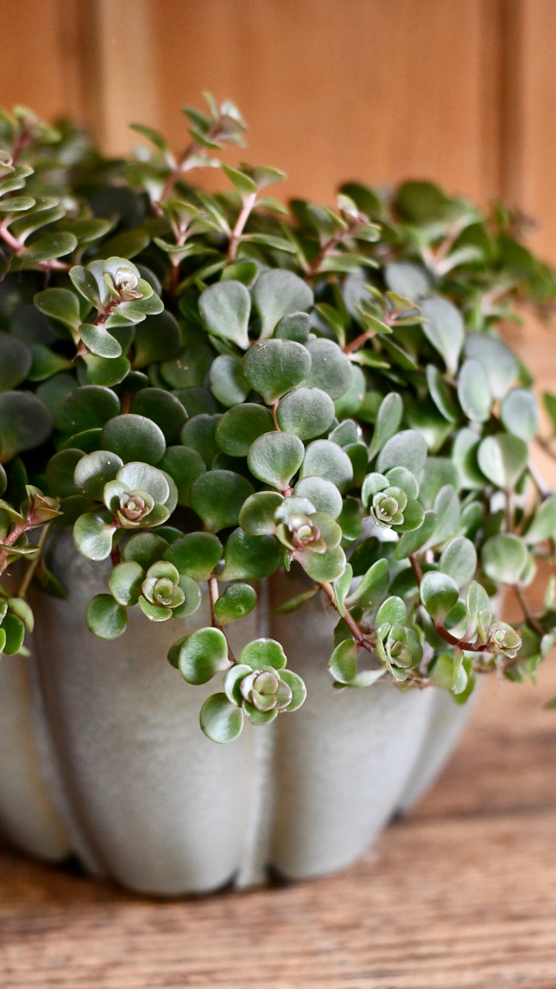 M✧succulent ·͜· ︎︎ᕷ Sedum Makinoi Kosmosje - The beautiful Japanese Stonecrop – Happy