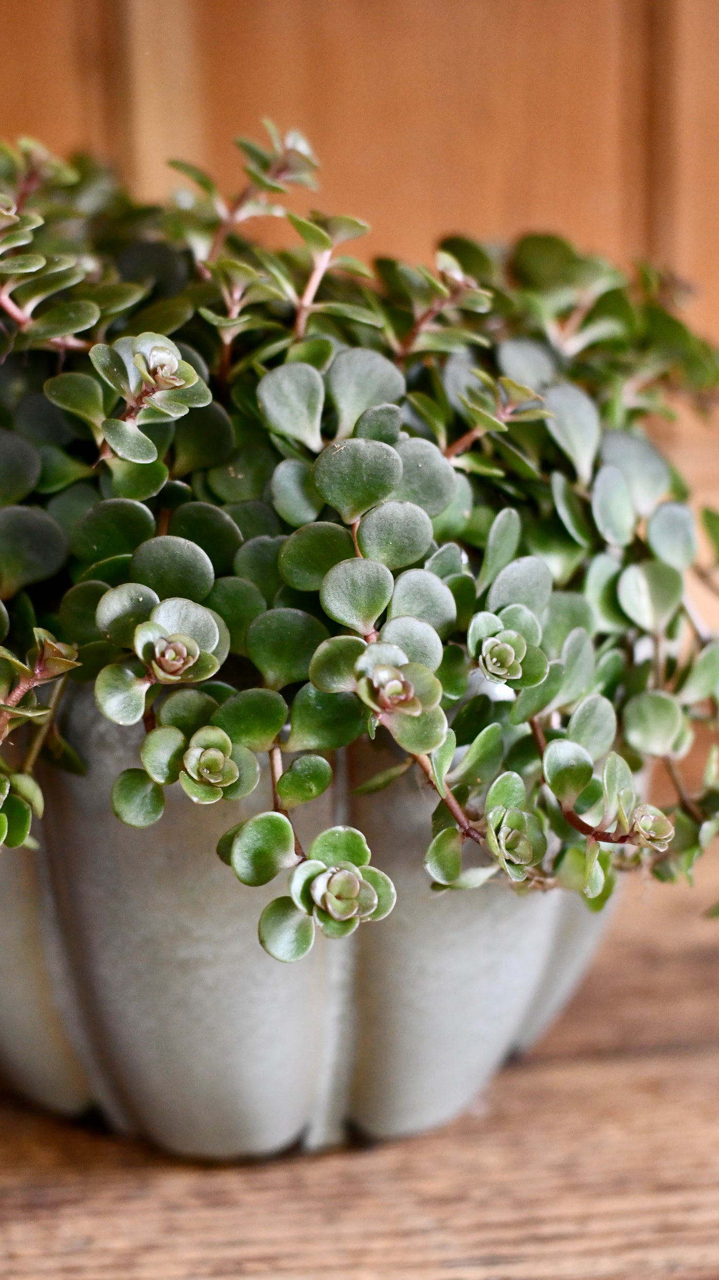stonecrop plant indoors Sedum Makinoi Kosmosje