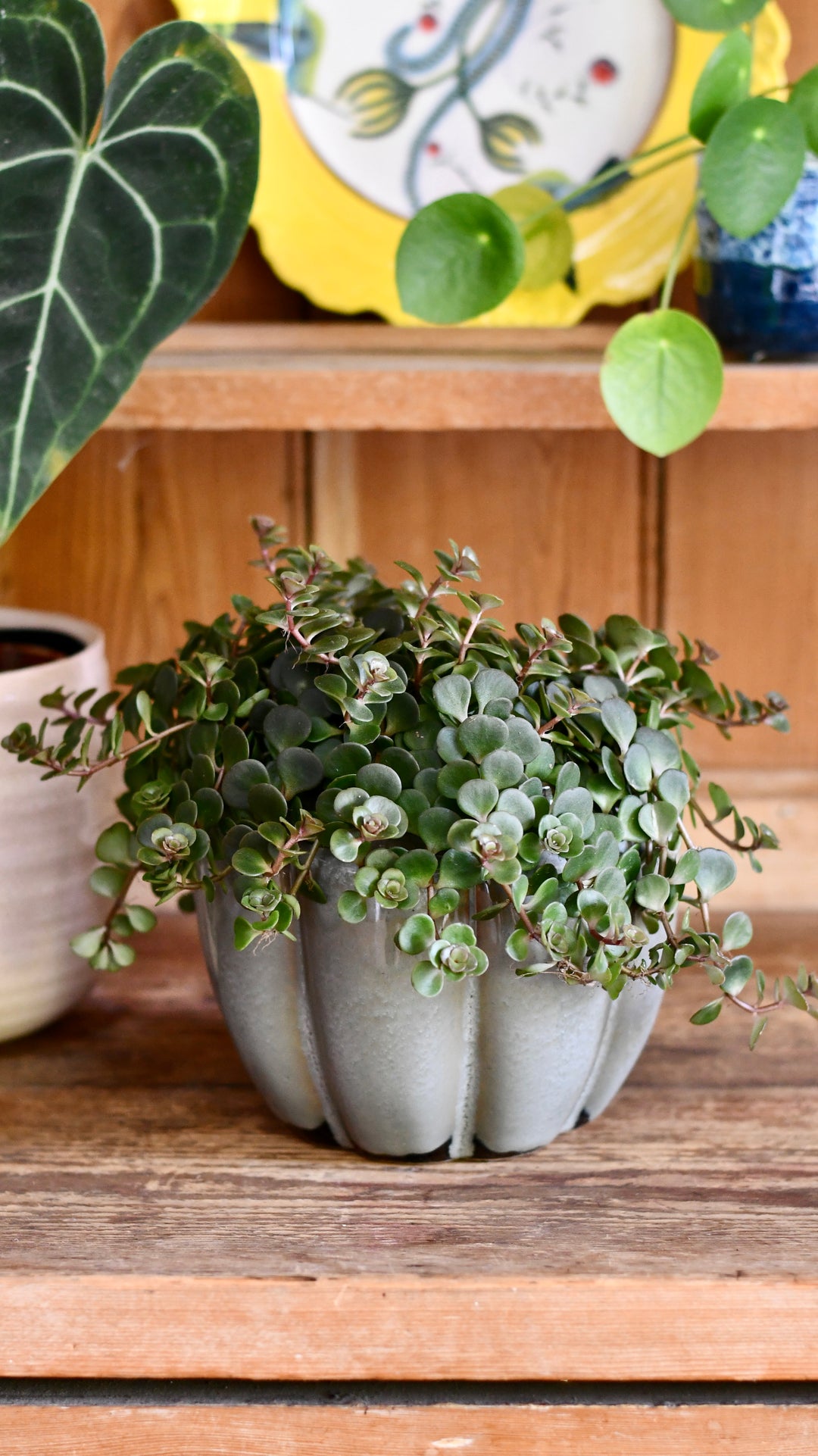stonecrop indoor plant Sedum Makinoi Kosmosje